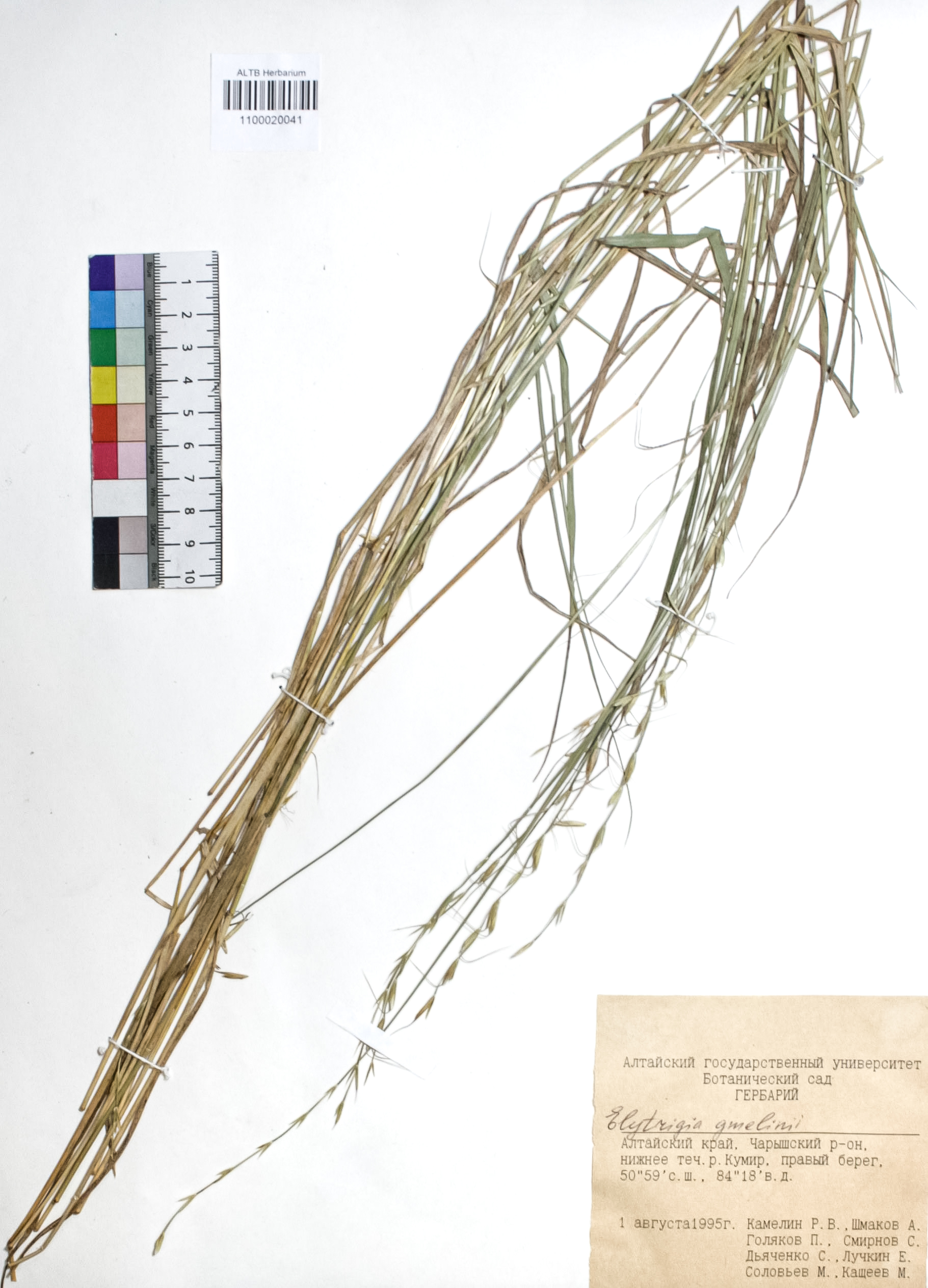 Elytrigia gmelinii (Trin.) Nevski