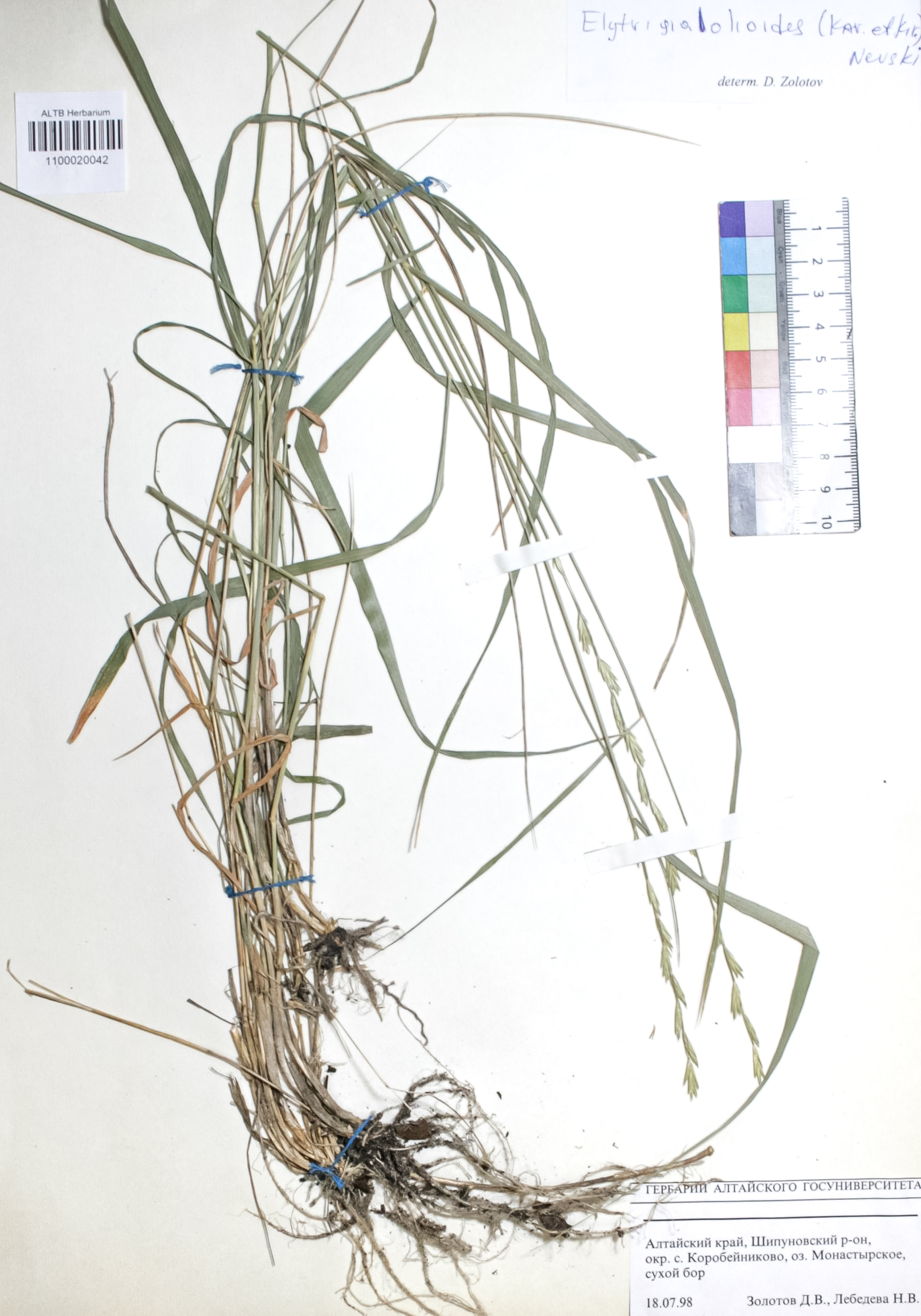 Elytrigia lolioides (Kar. et Kir.) Nevski