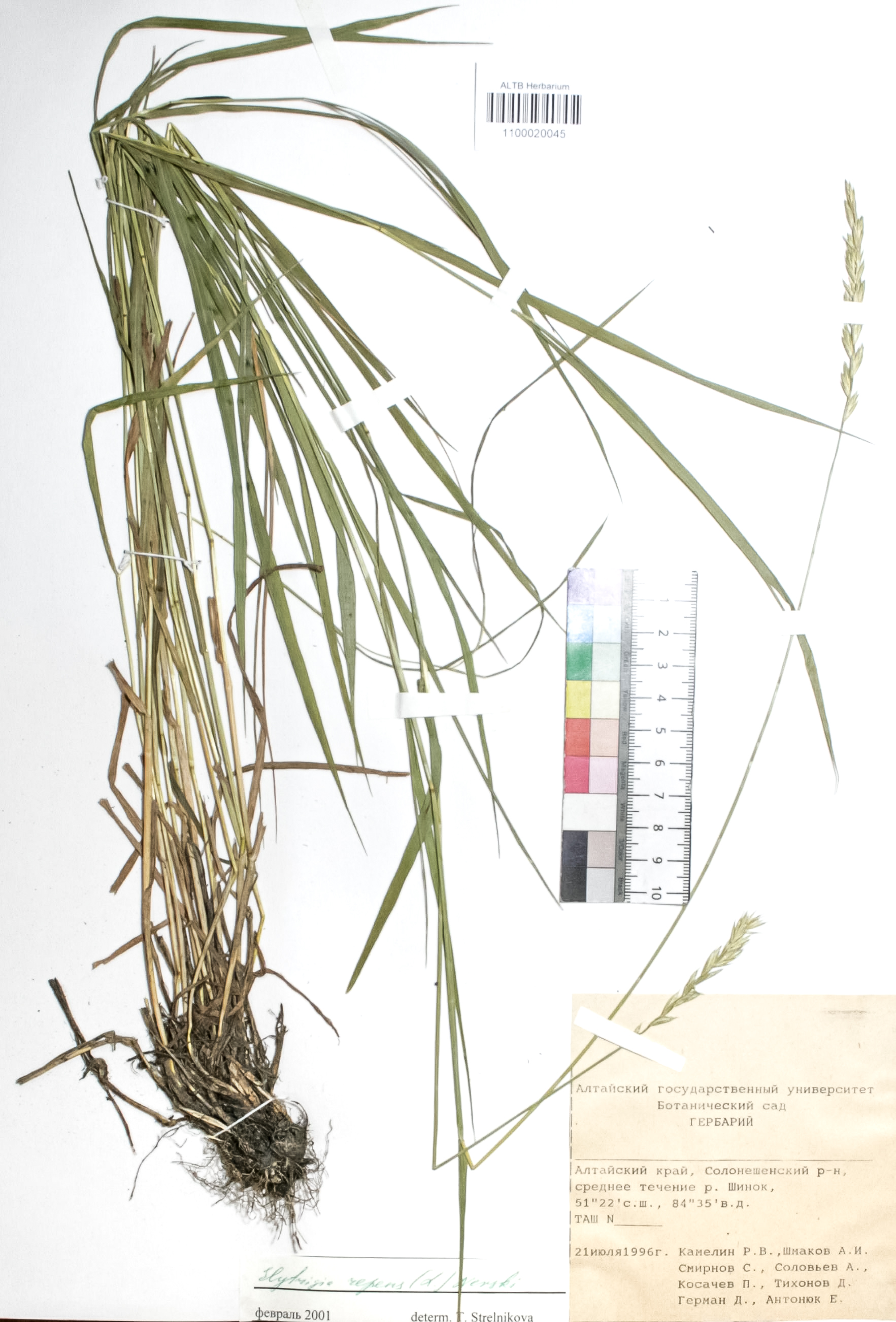 Elytrigia repens (L.) Nevski