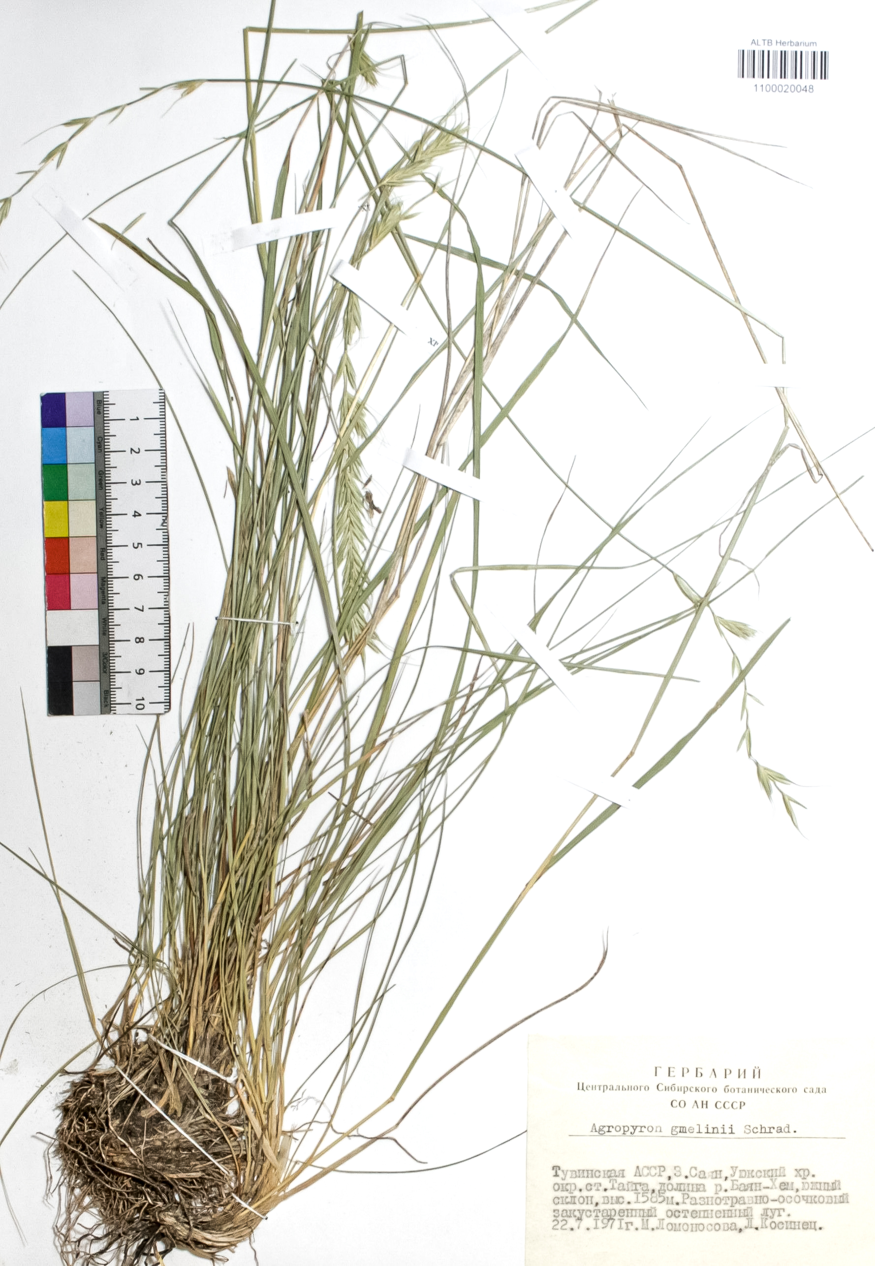 Elytrigia gmelinii (Trin.) Nevski