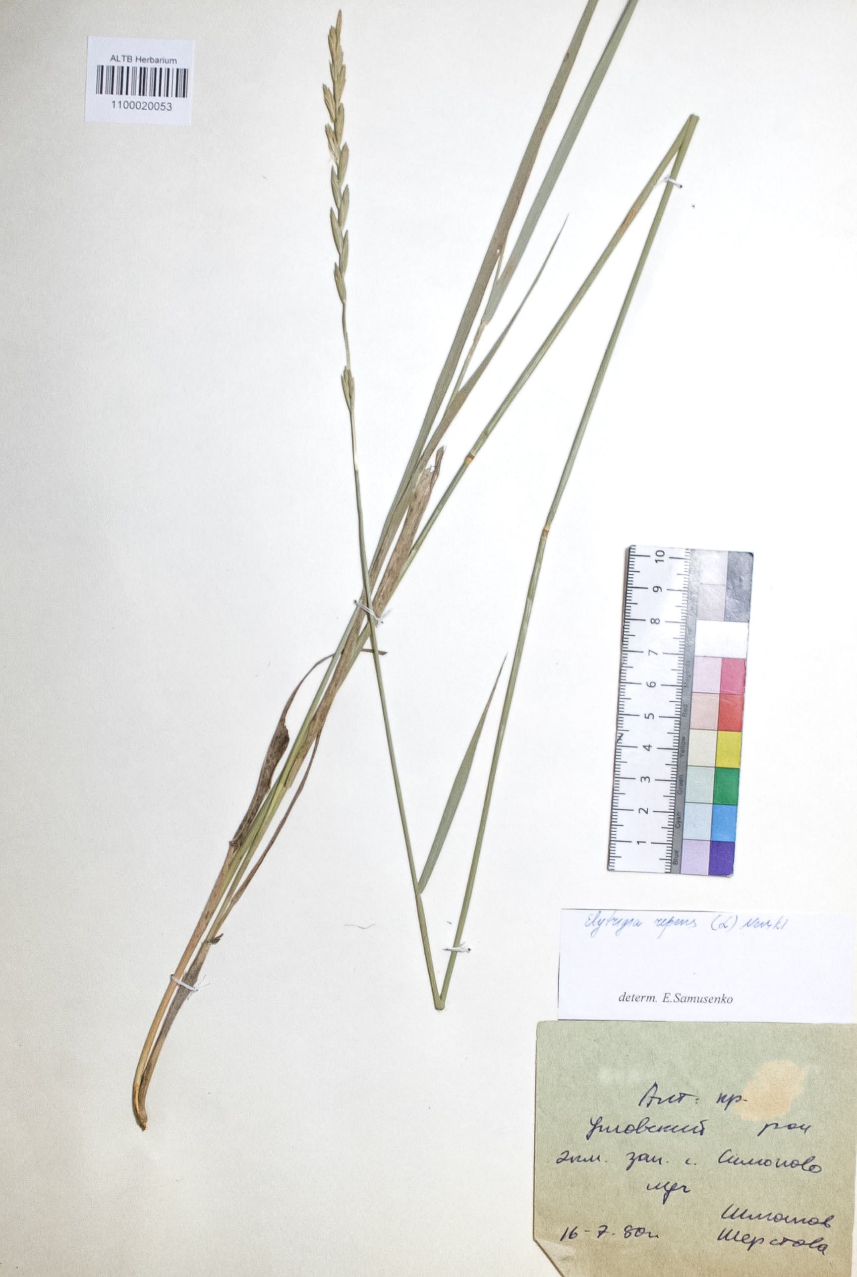 Elytrigia repens (L.) Nevski