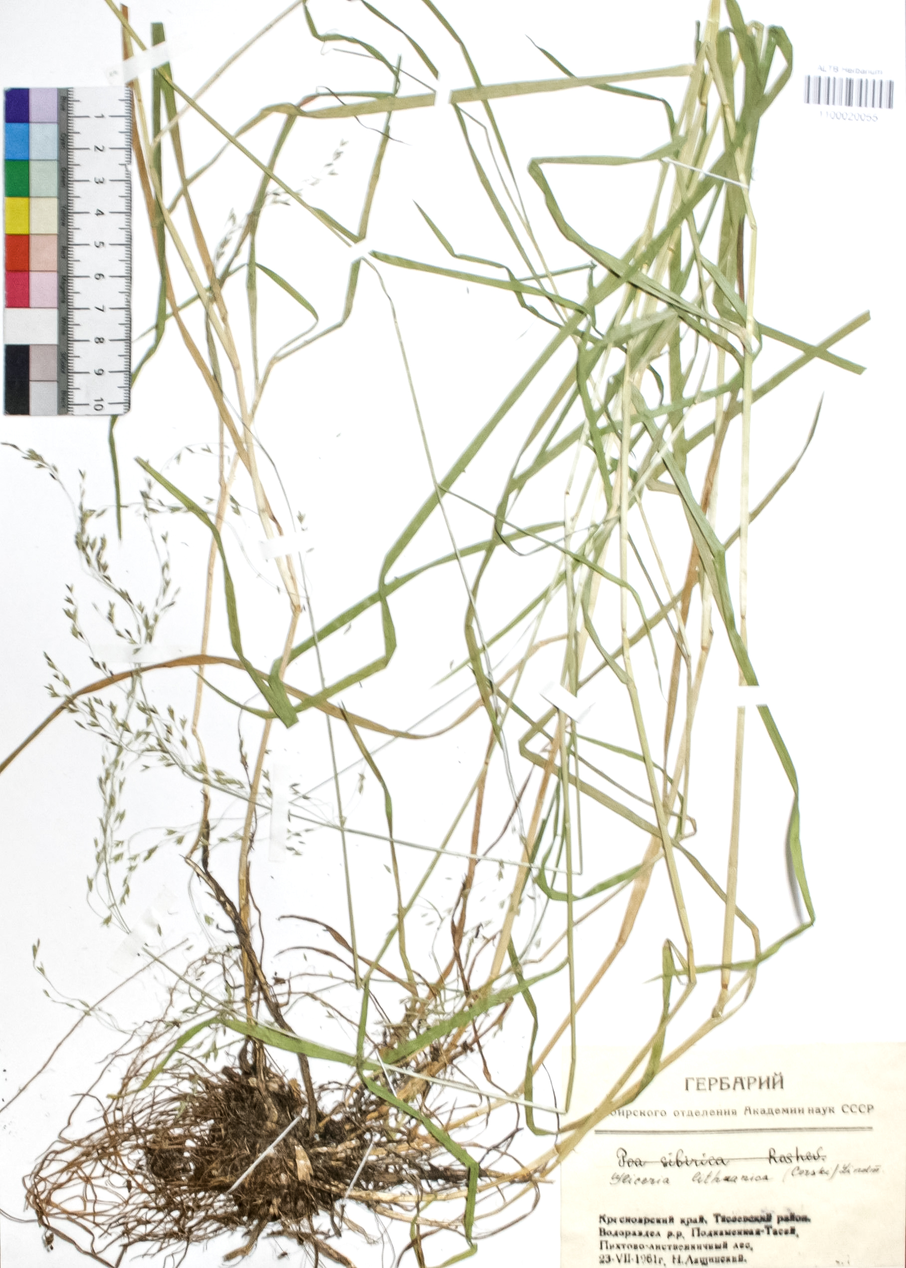 Glyceria lithuanica (Gorski) Gorski.