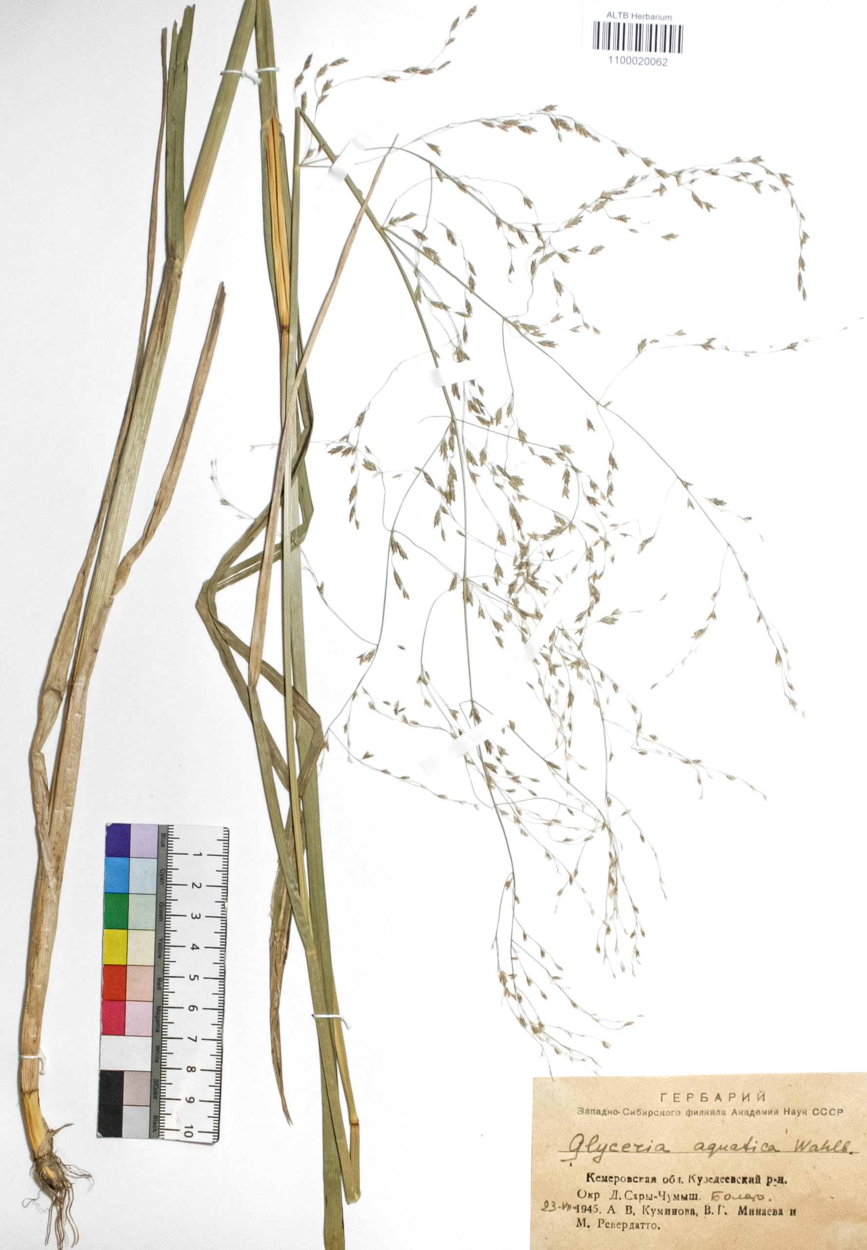 Glyceria aquatica Wahl.