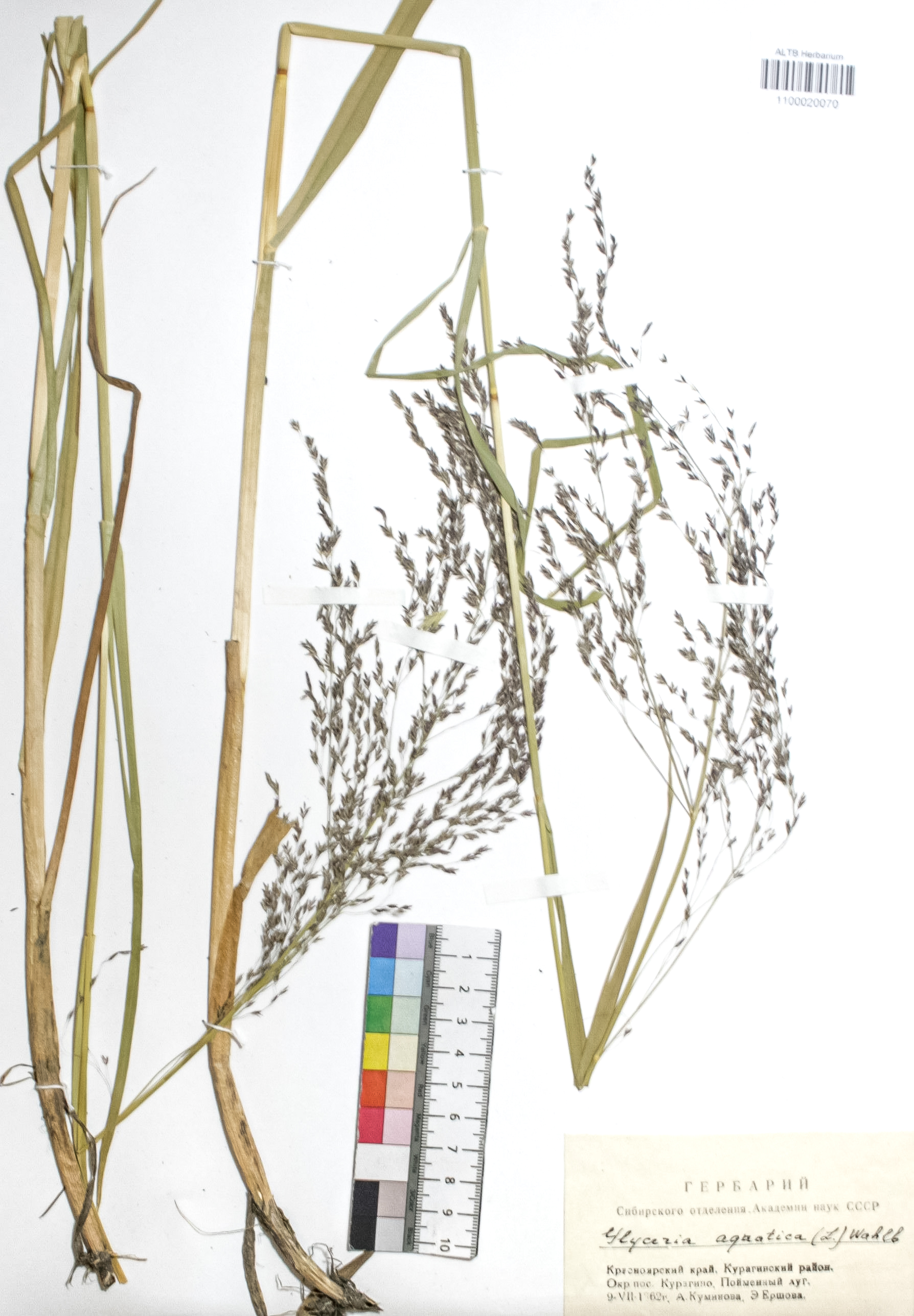 Glyceria aquatica Wahl.