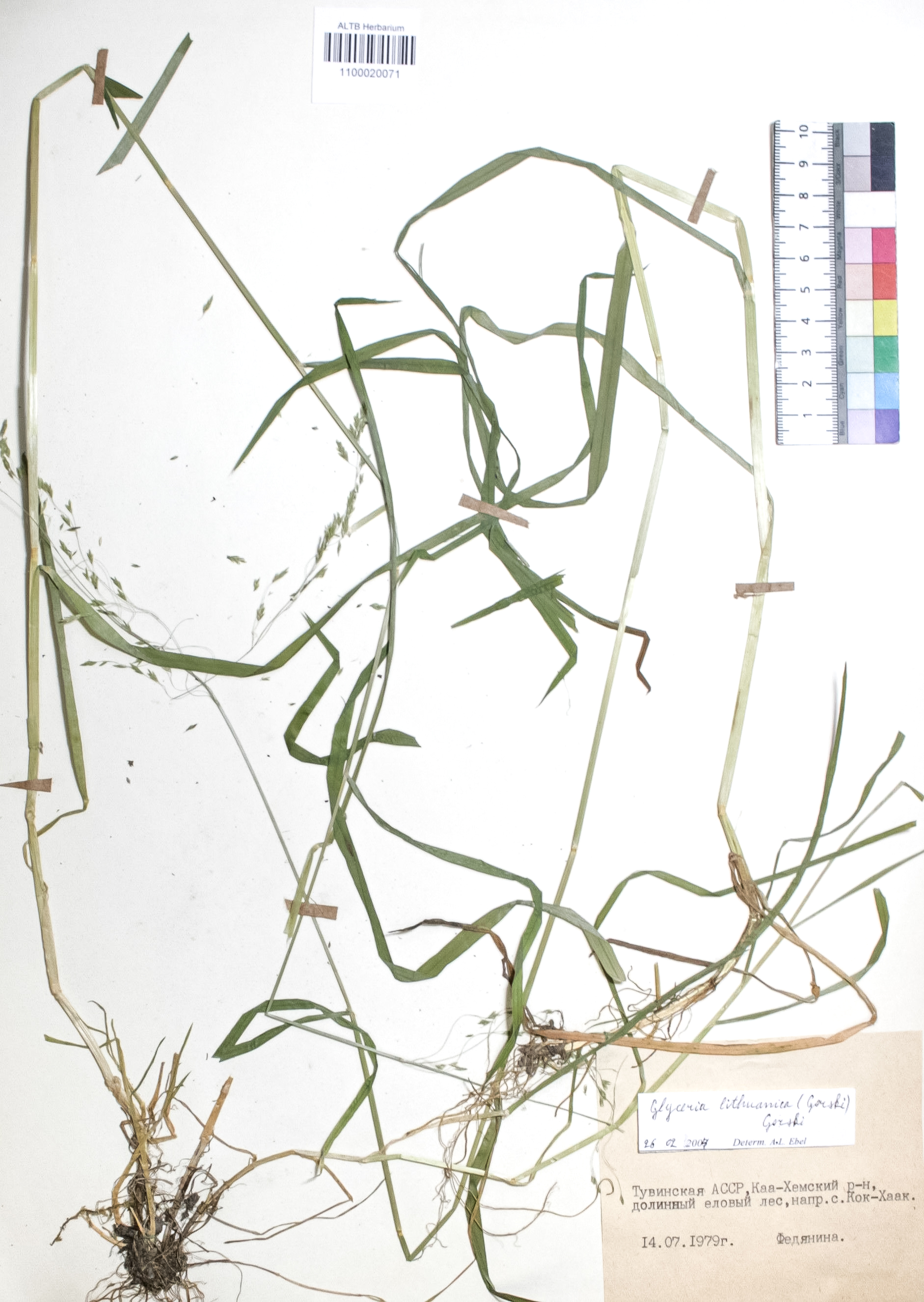 Glyceria lithuanica (Gorski) Gorski.