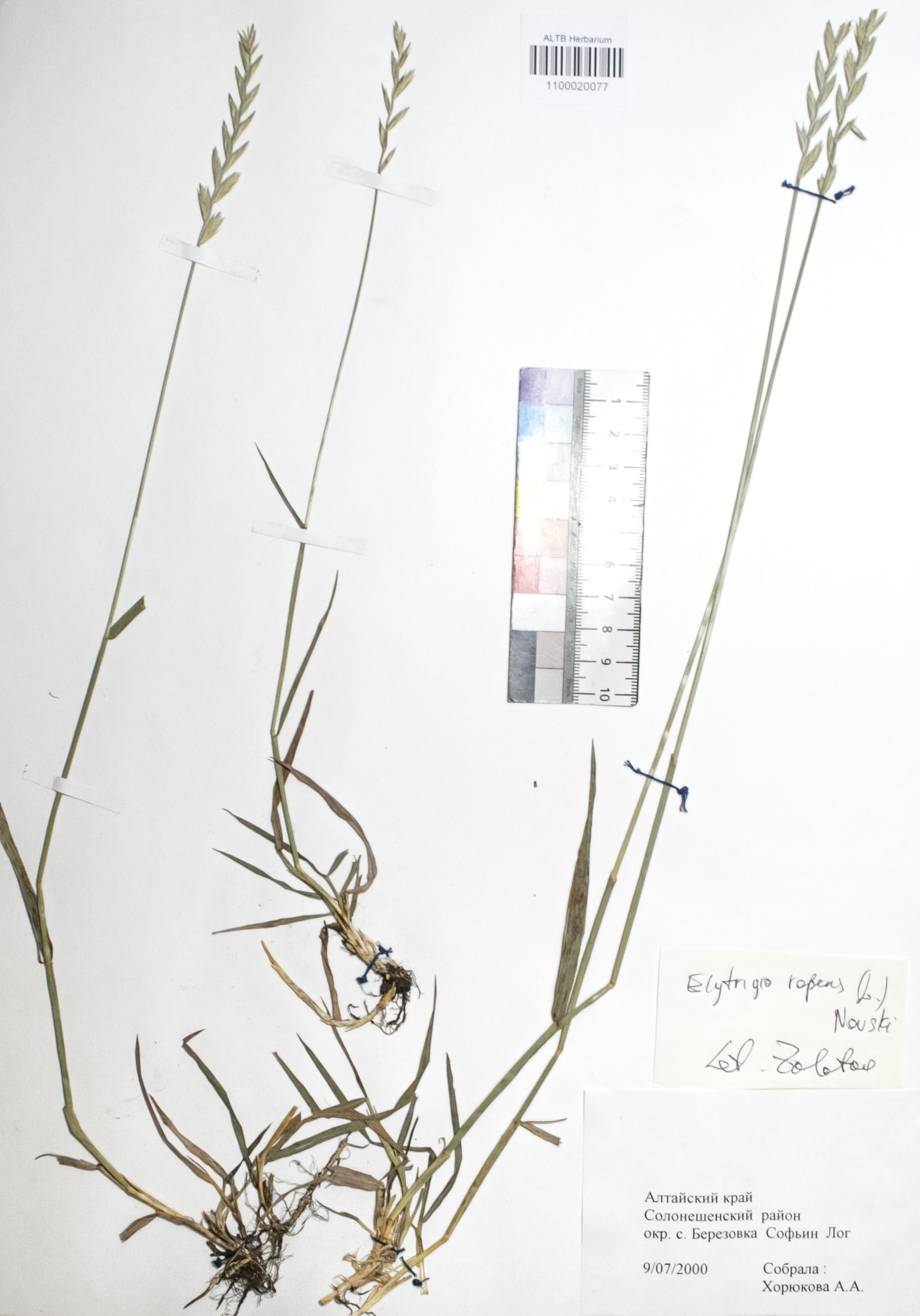 Elytrigia repens (L.) Nevski