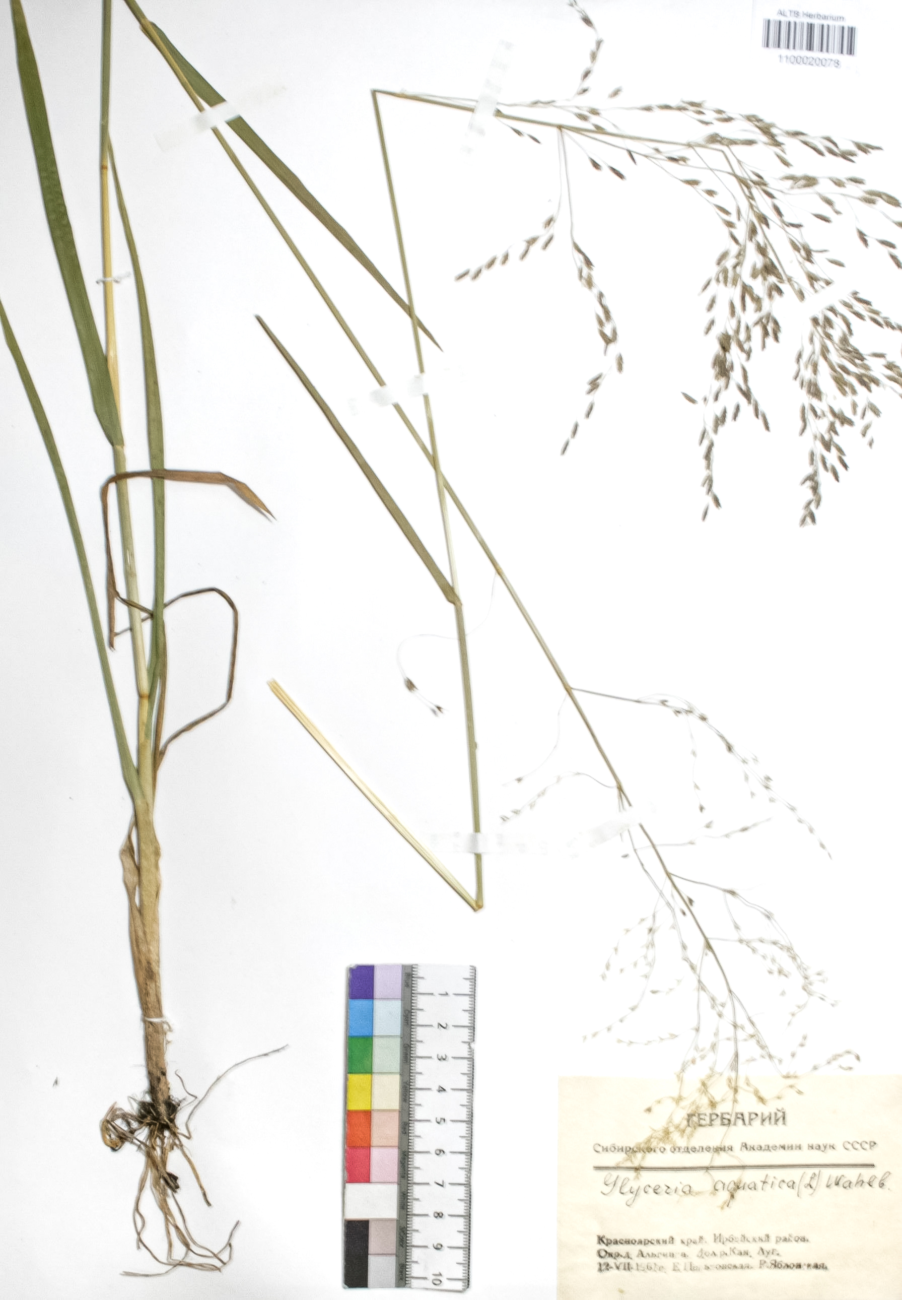 Glyceria aquatica Wahl.