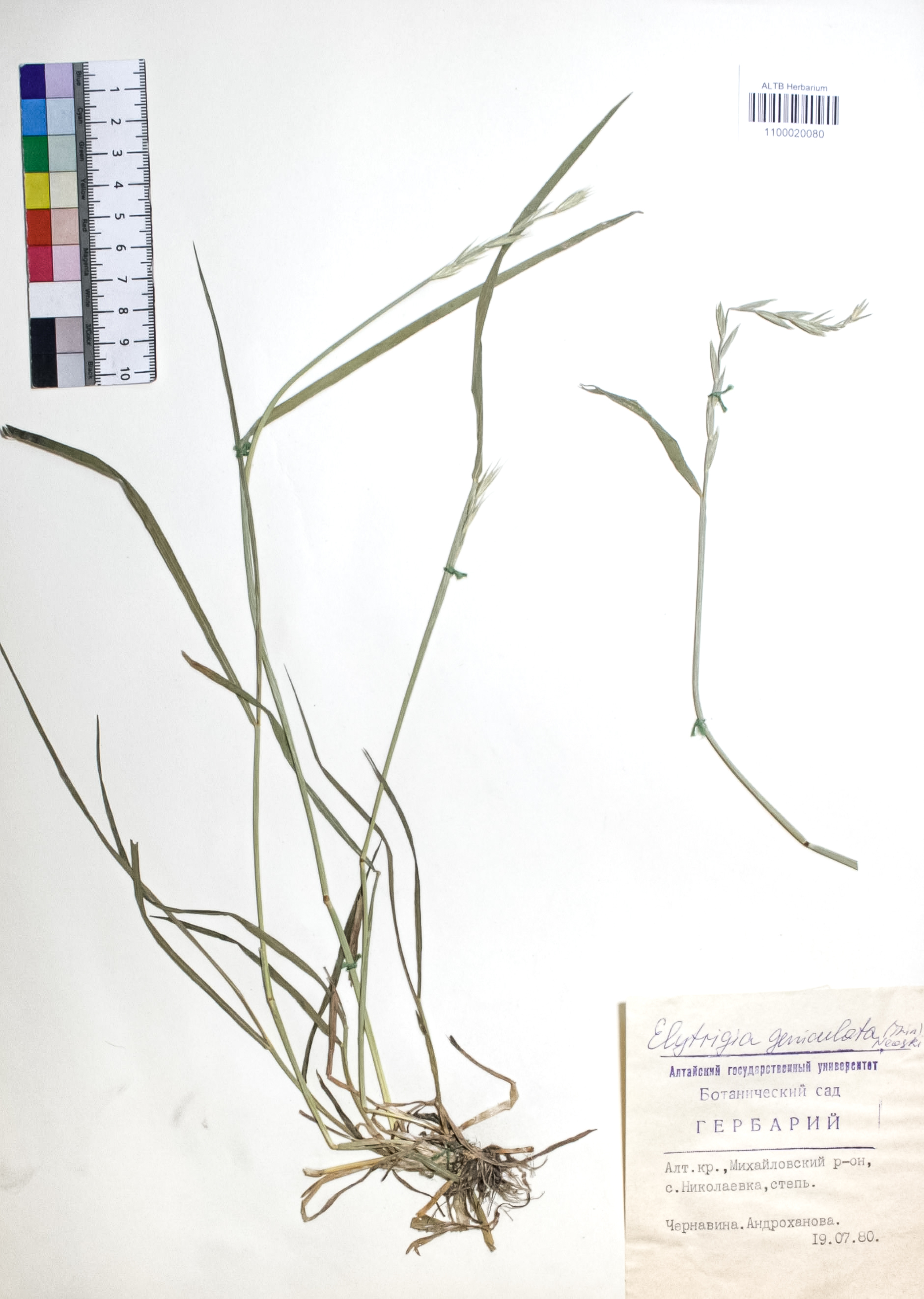 Elytrigia geniculata (Trin.) Nevski