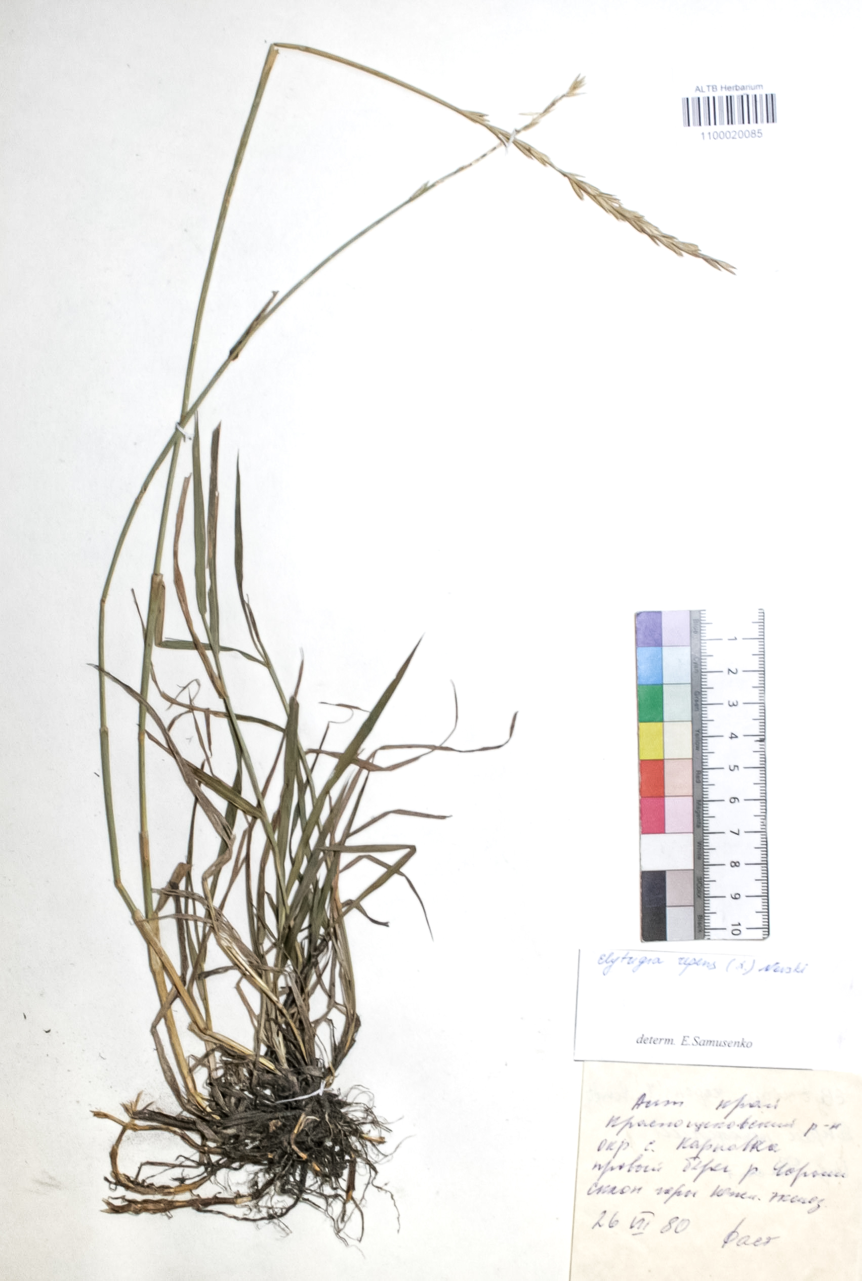 Elytrigia repens (L.) Nevski