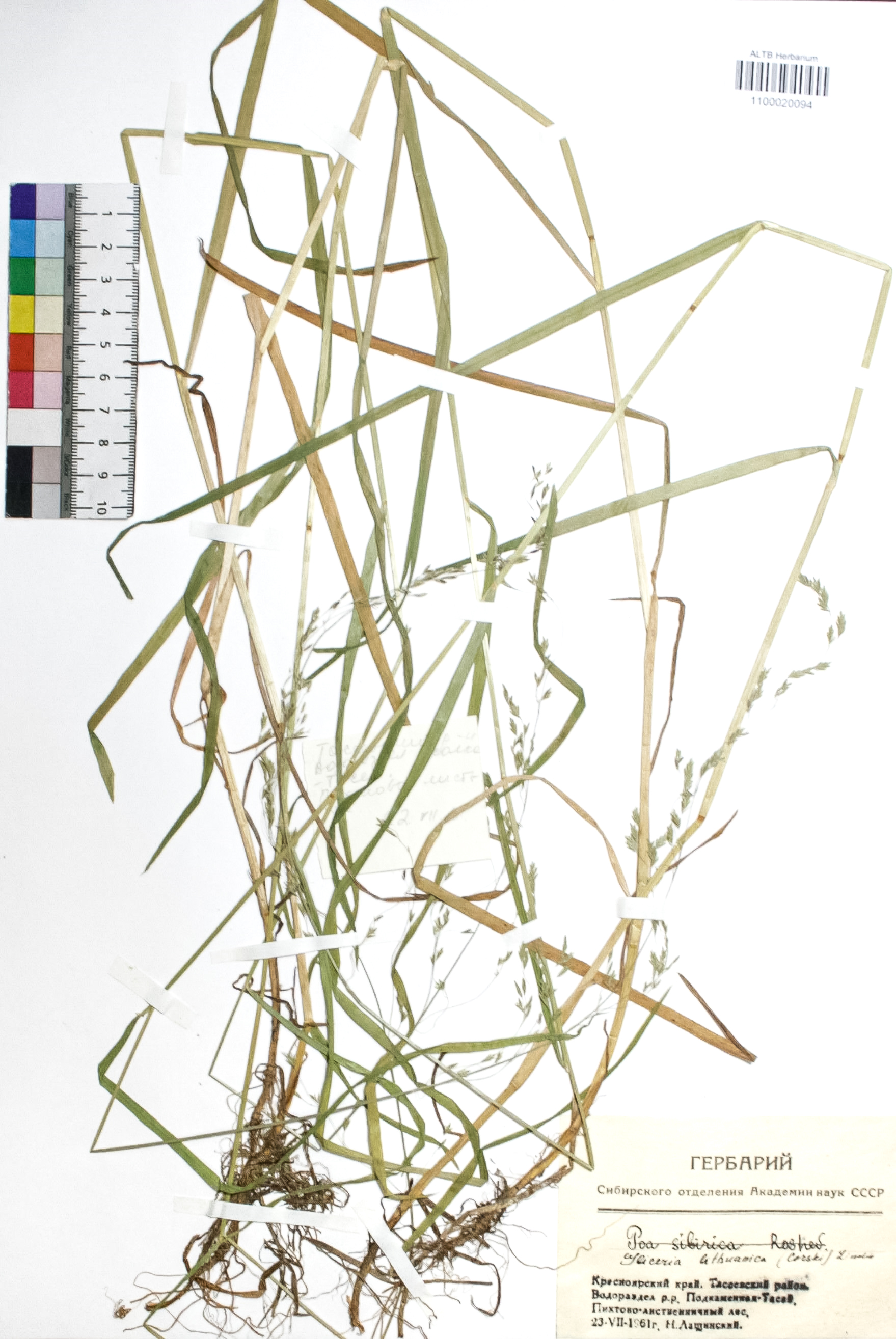 Glyceria lithuanica (Gorski) Gorski.