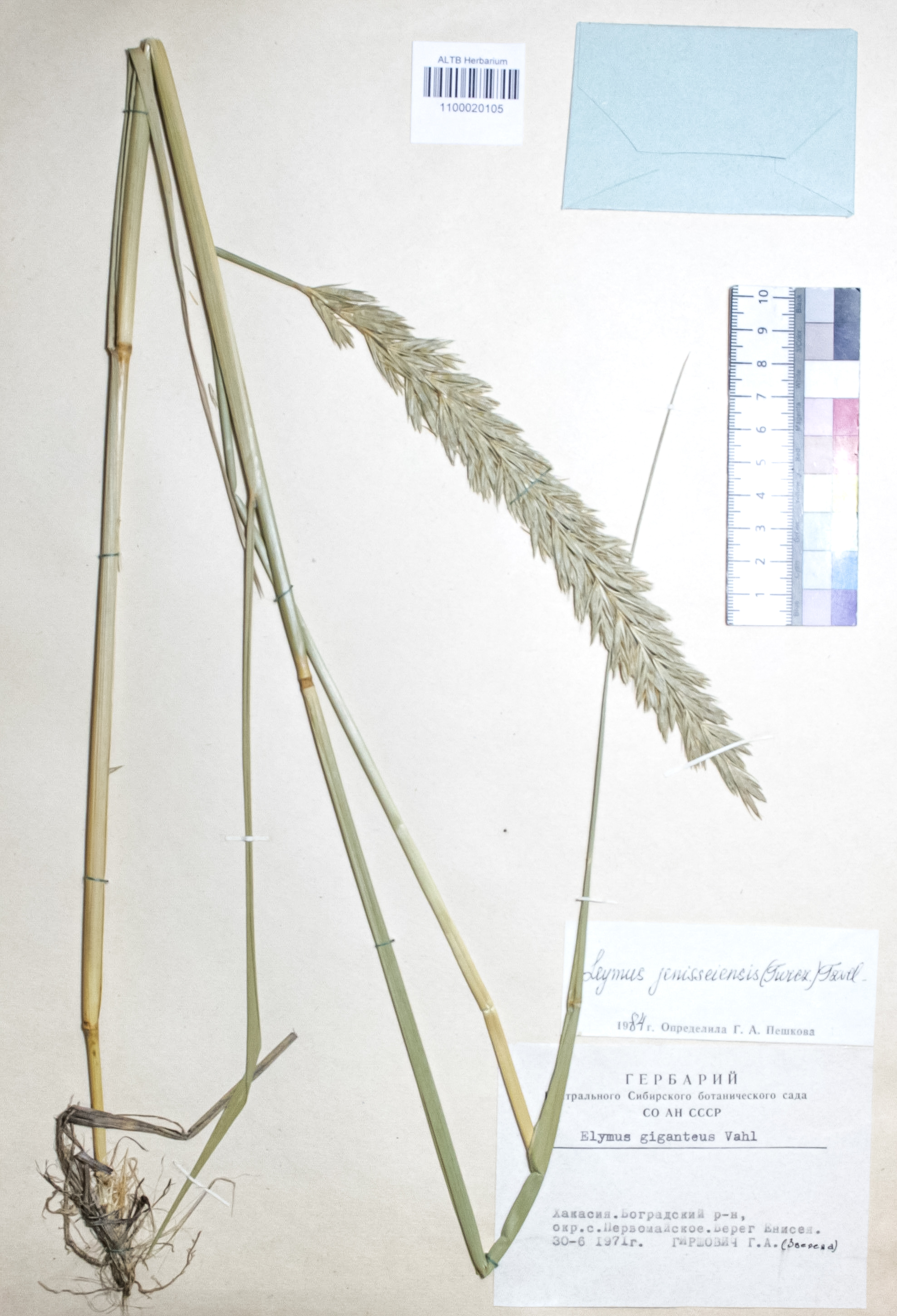 Leymus jenisseiensis (Turcz.) Tzvelev.
