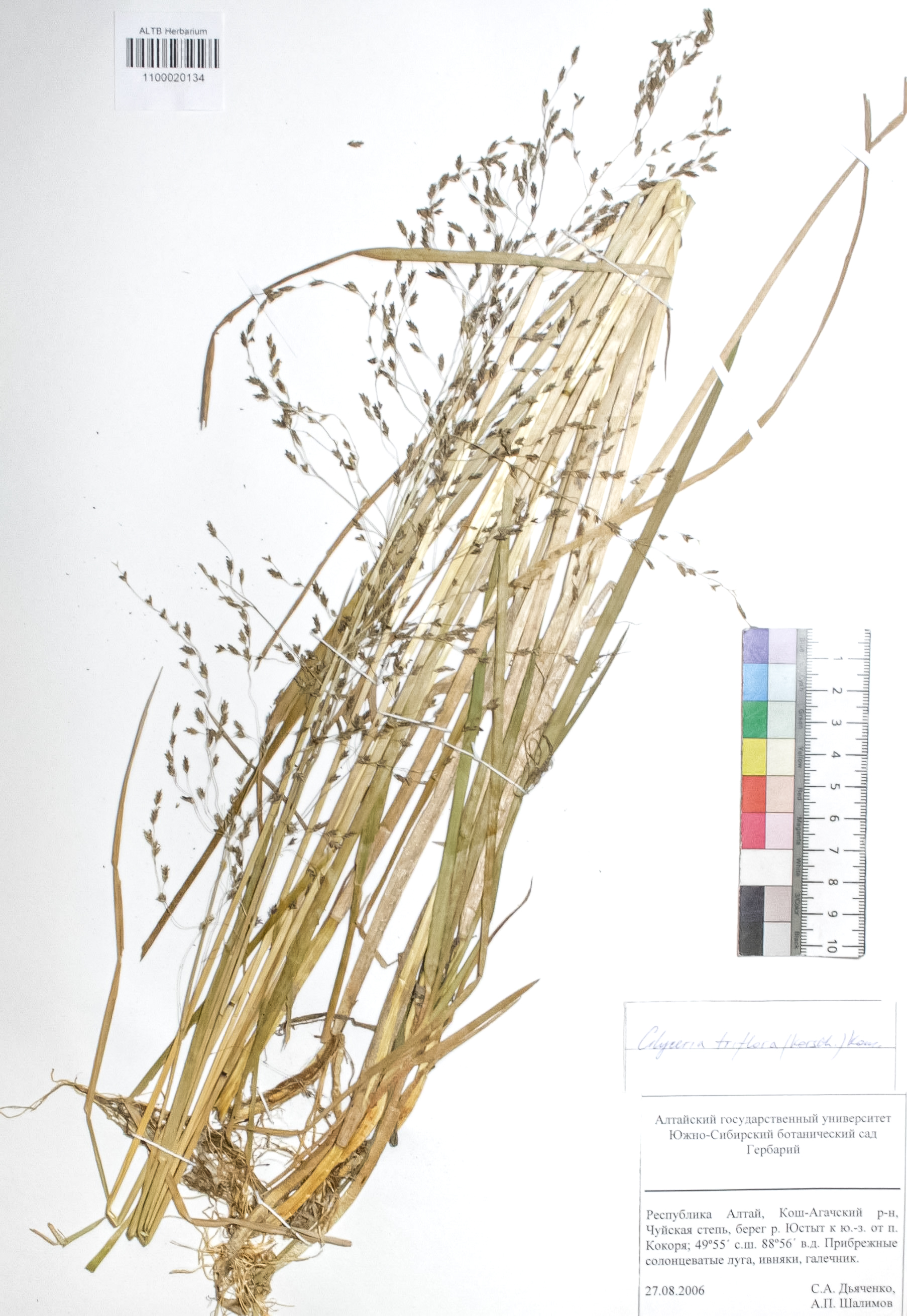 Glyceria triflora (Korsh.) Kom.