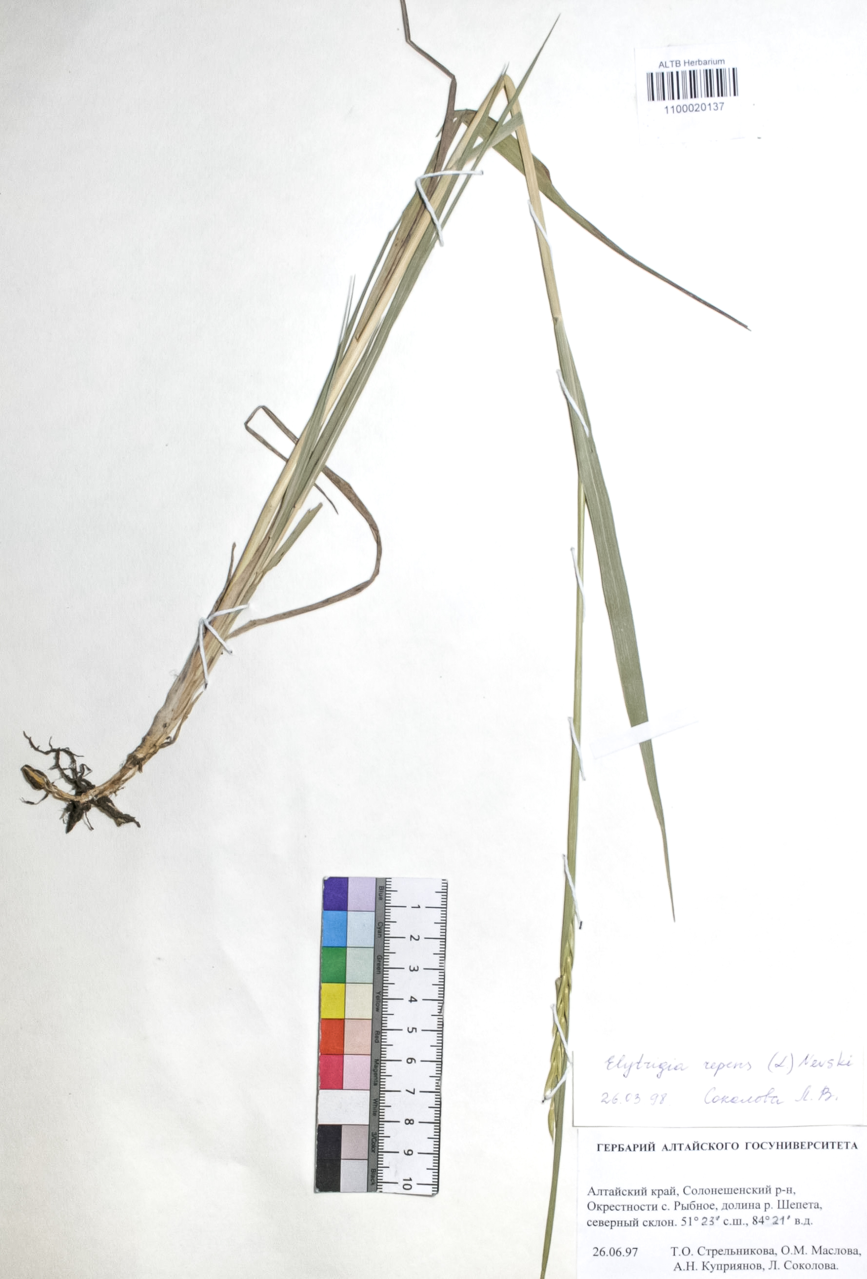 Elytrigia repens (L.) Nevski