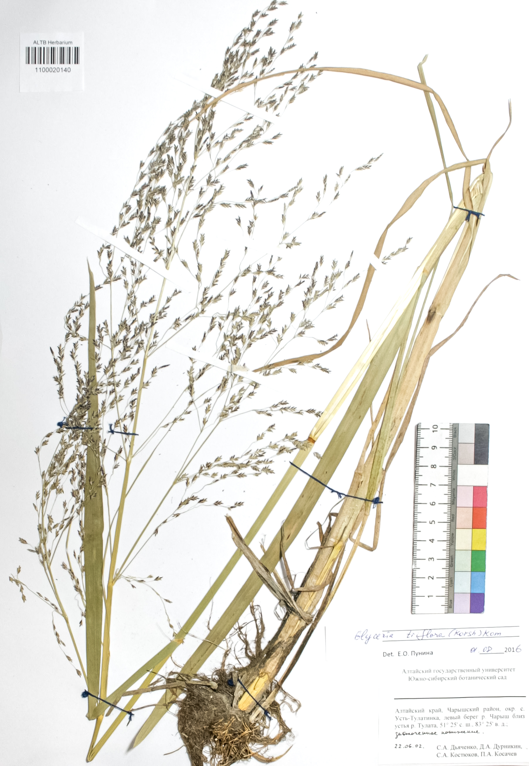 Glyceria triflora (Korsh.) Kom.