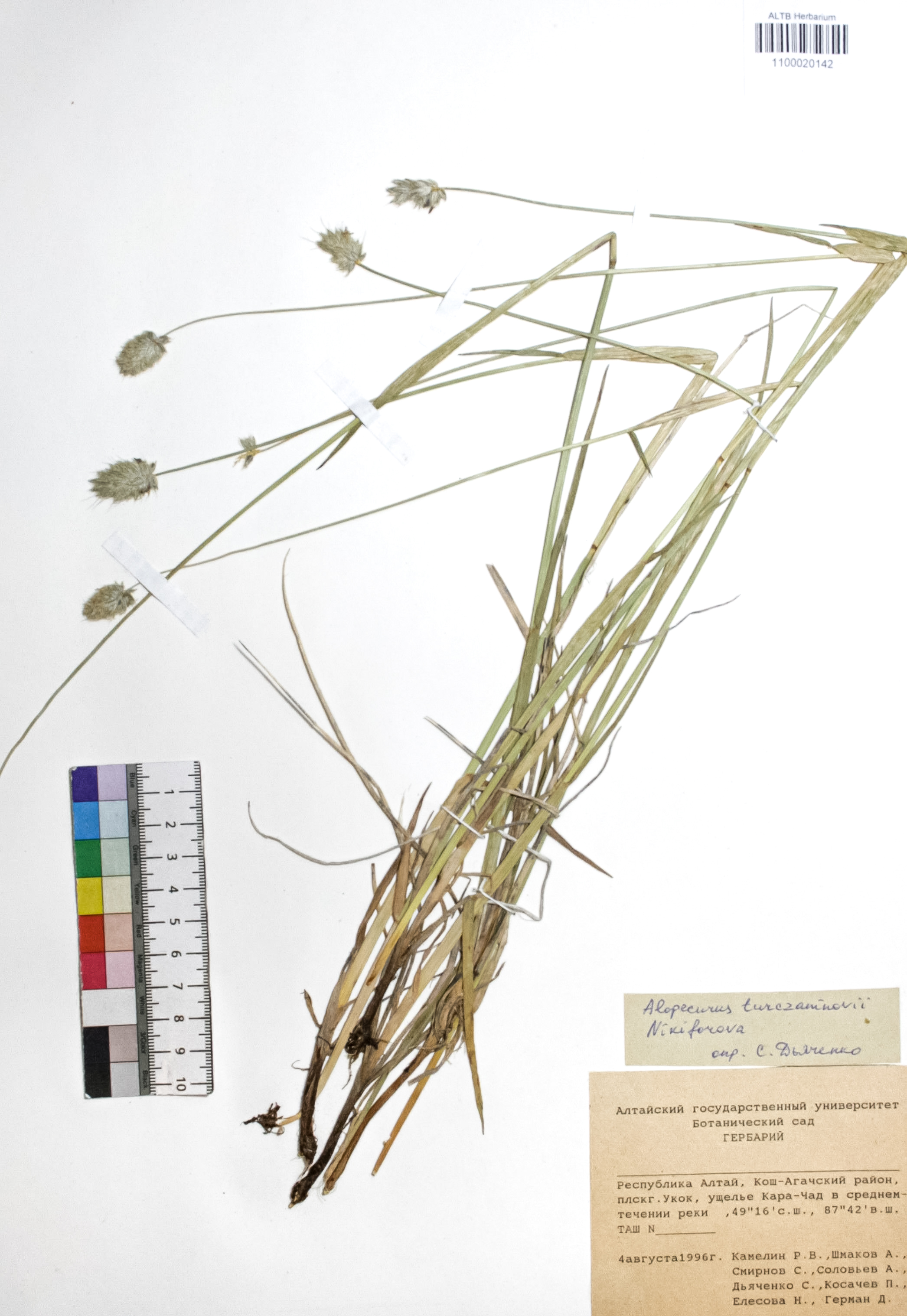 Alopecurus turczaninovii O.D.Nikif.