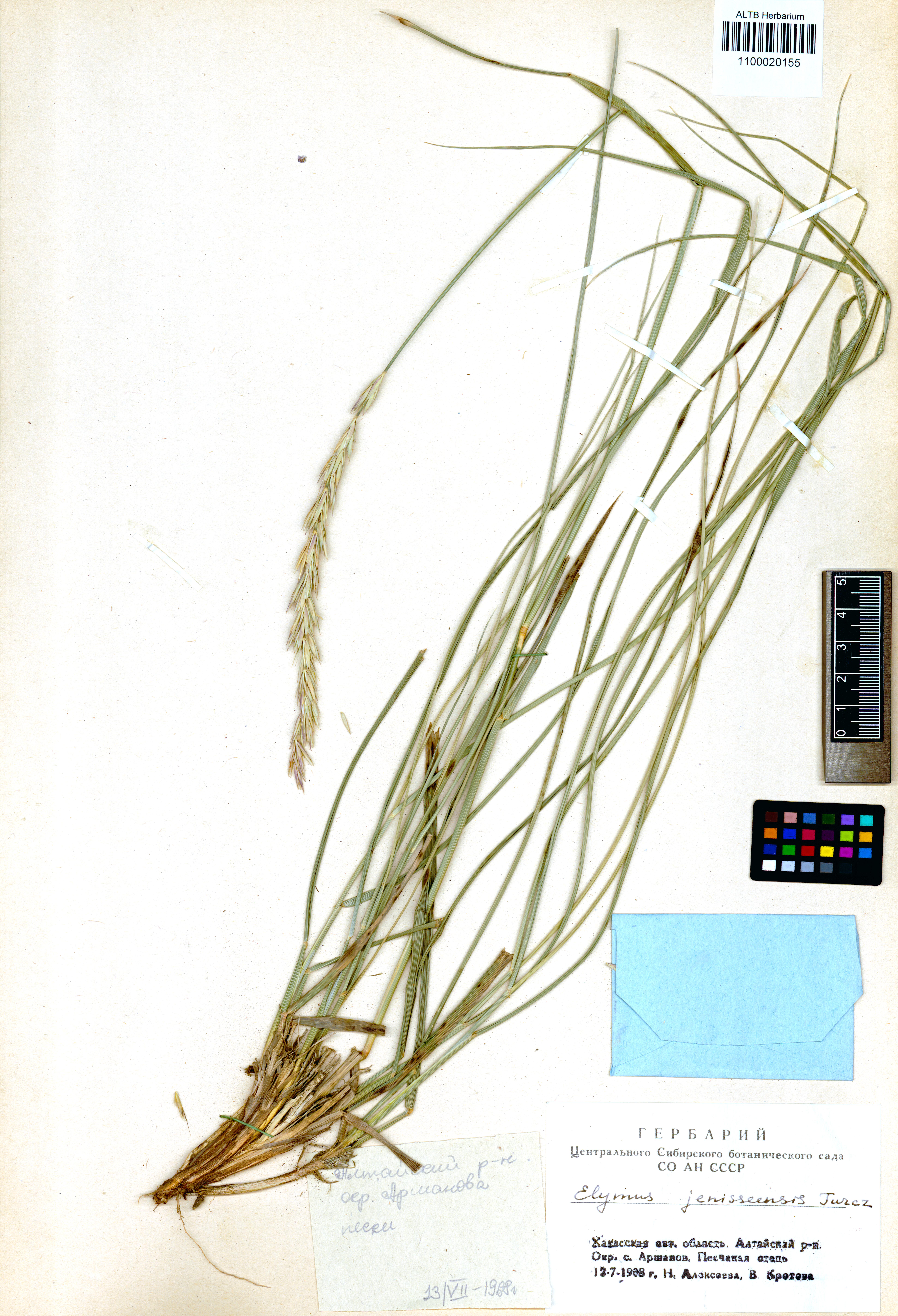 Elymus jenisseensis Turcz.