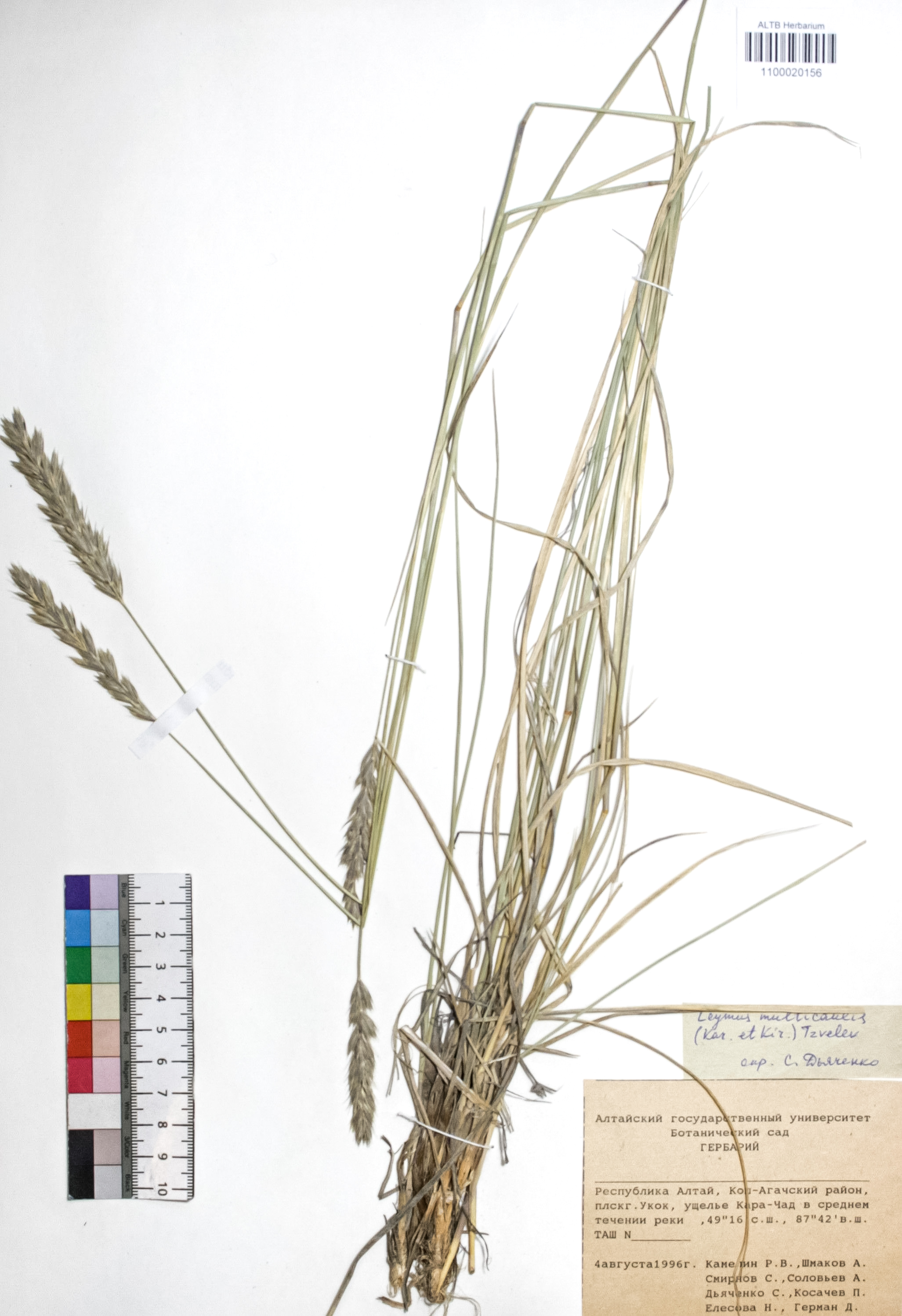 Leymus multicaulis (Kar. & Kir.) Tzvelev 