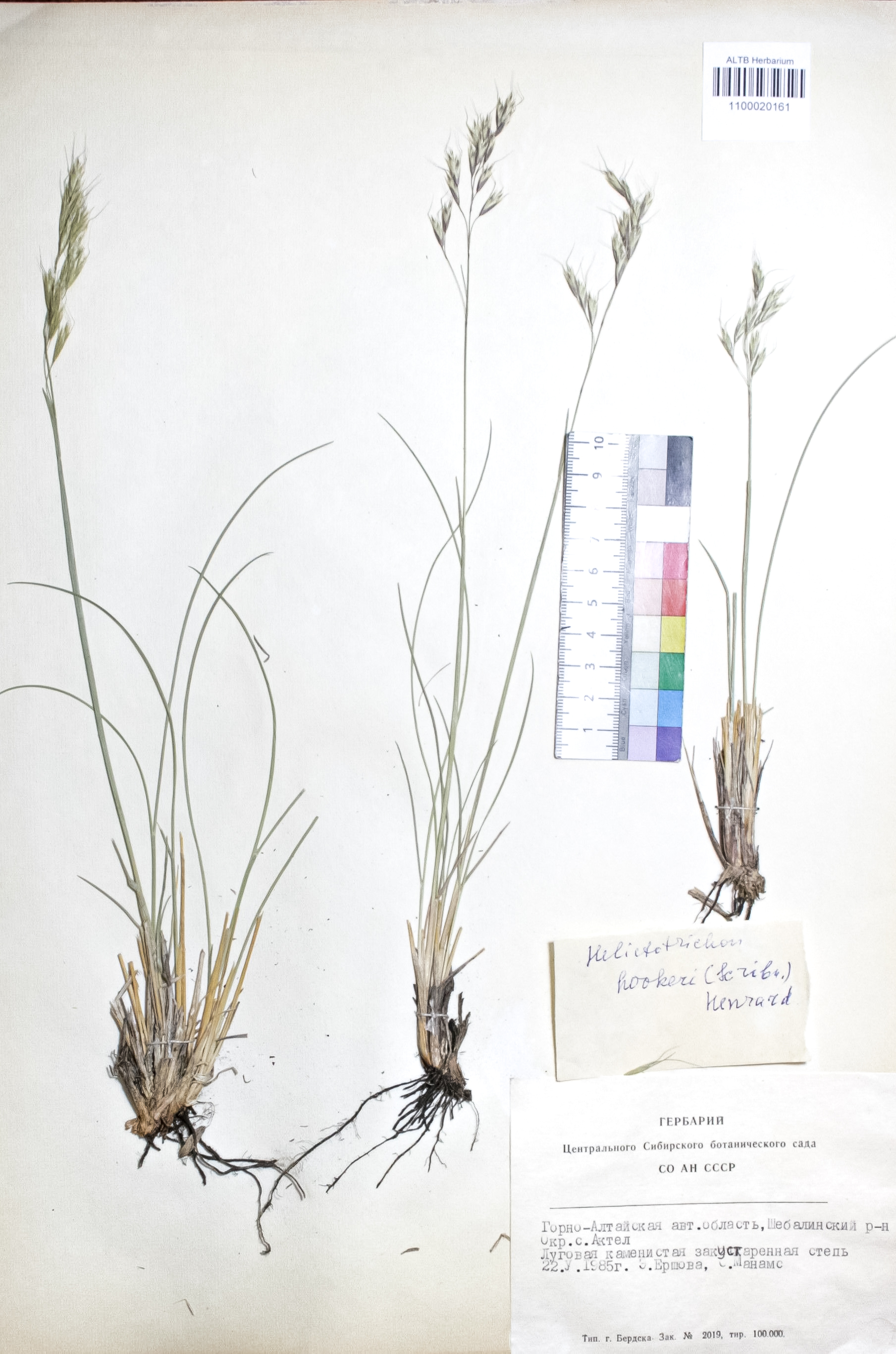 Helictotrichon hookeri (Scribn.) Henrard