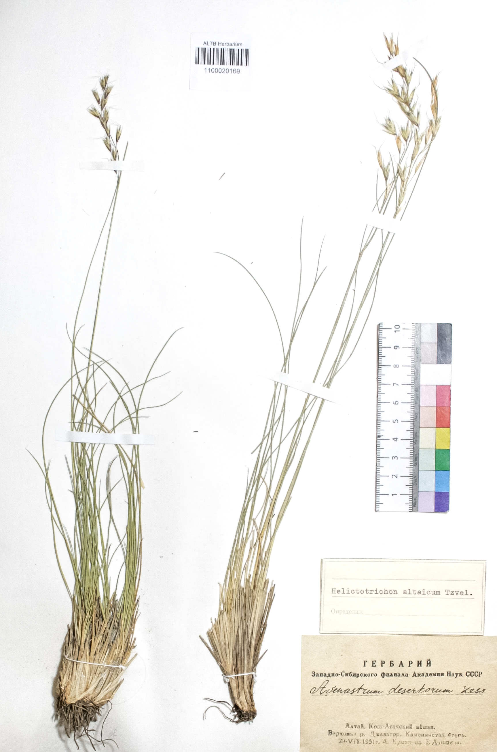 Helictotrichon altaicum Tzvel. 
