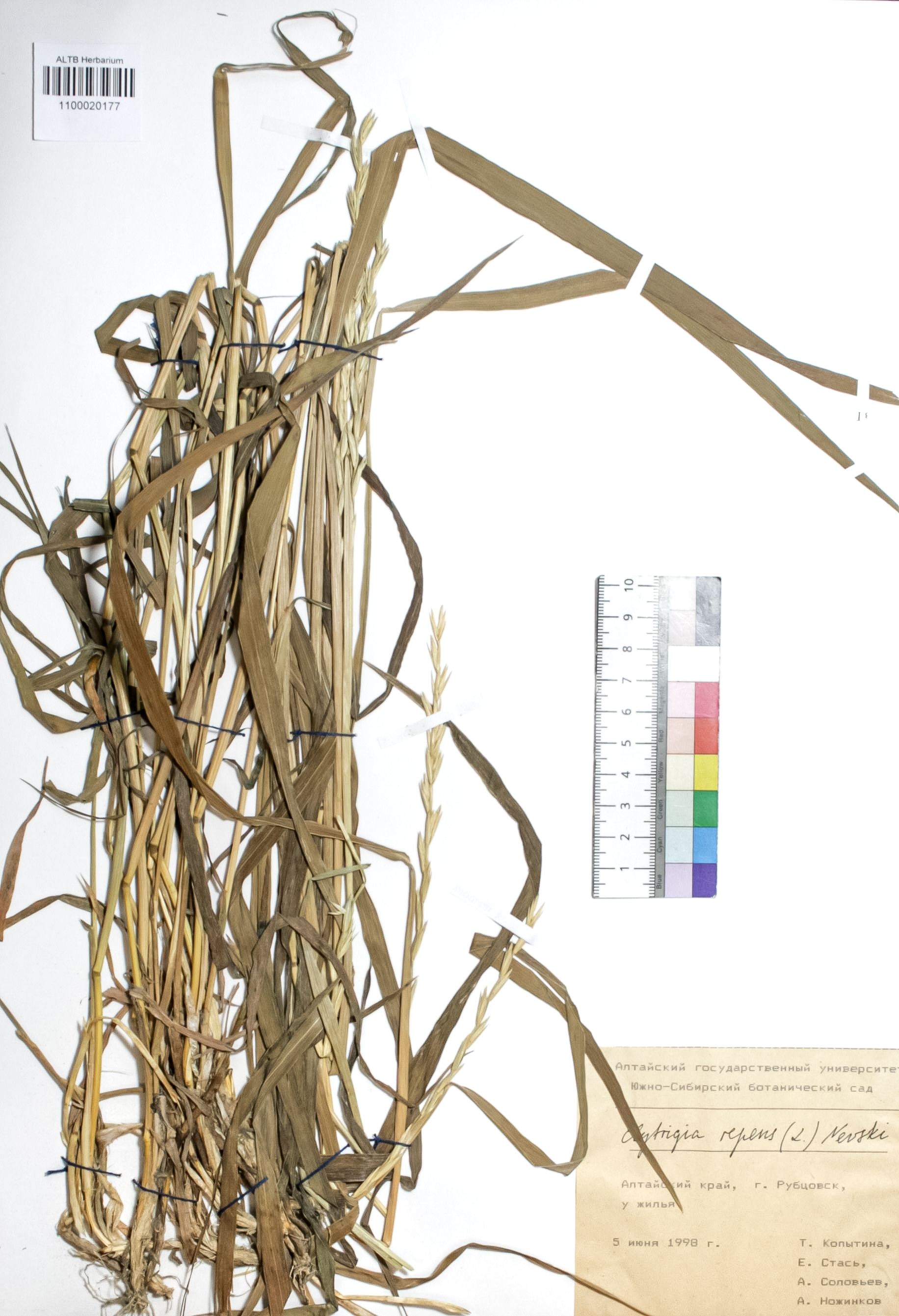 Elytrigia repens (L.) Nevski