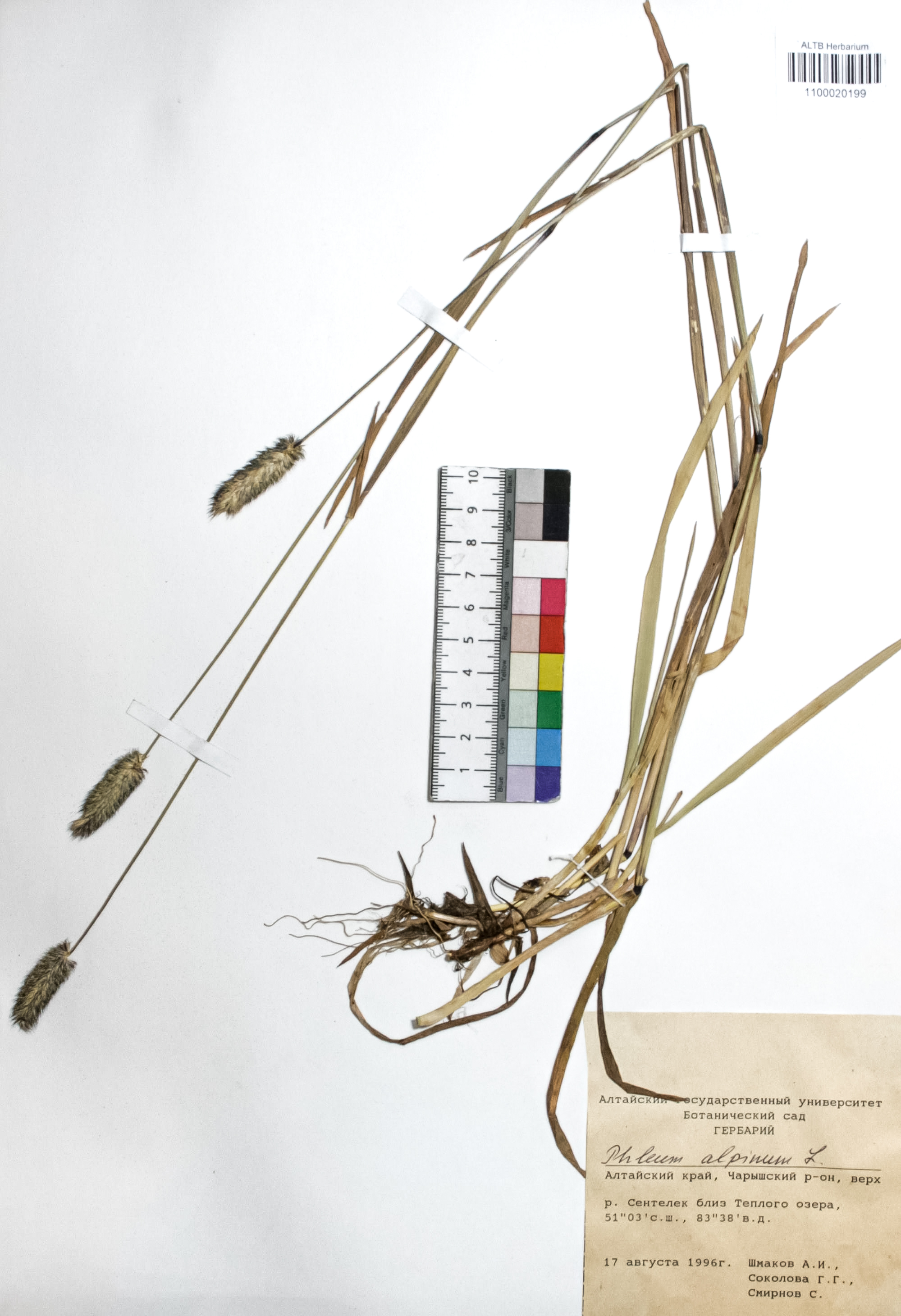 Phleum alpinum L.
