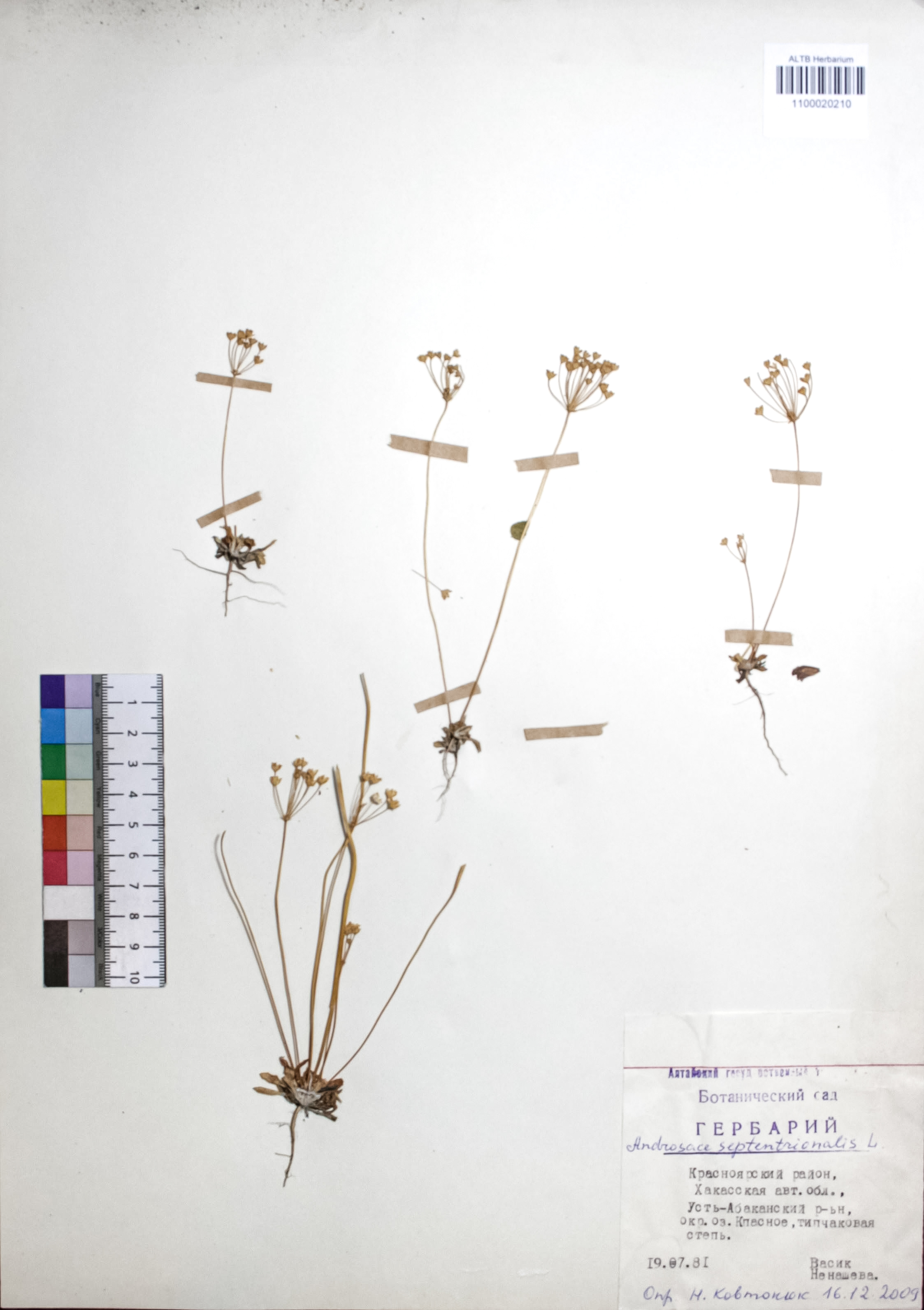 Androsace septentrionalis L.