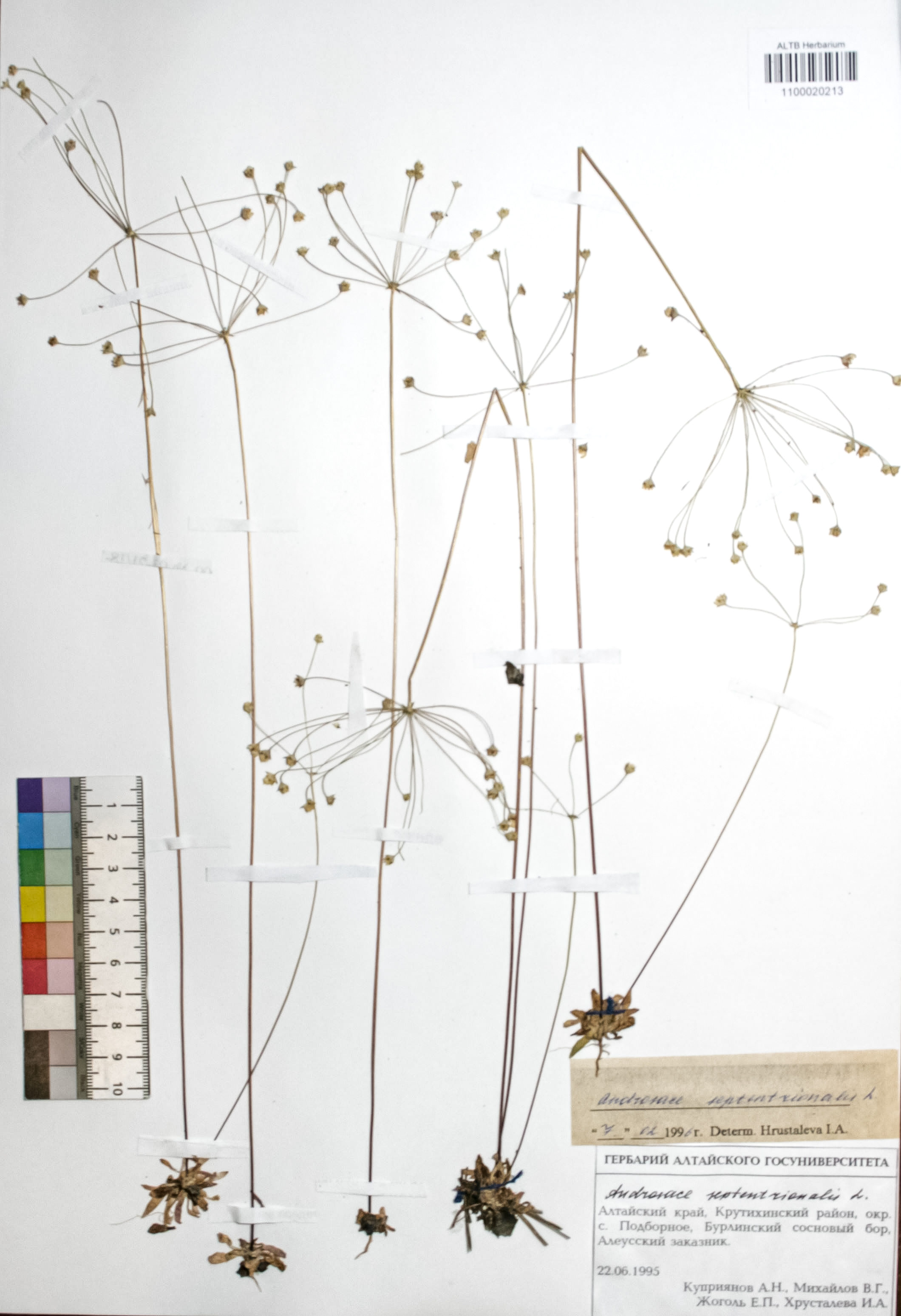 Androsace septentrionalis L.