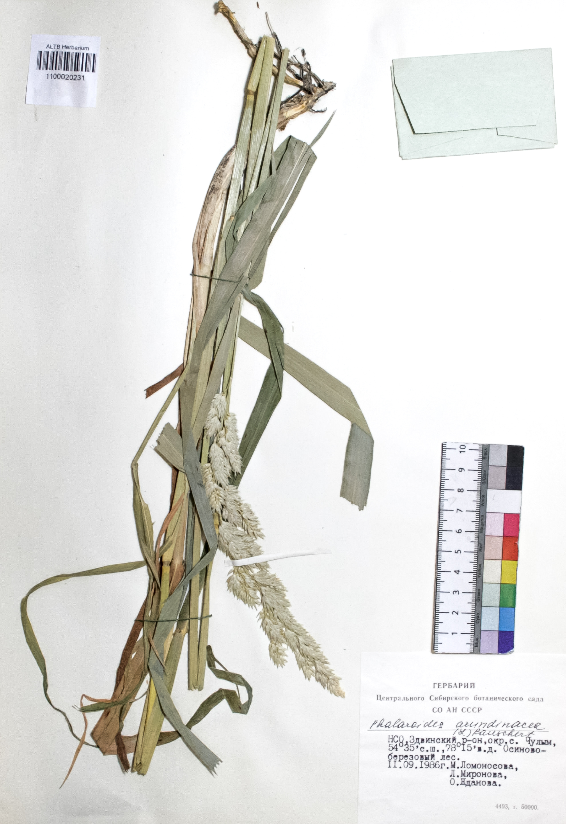Phalaroides arundinacea (L.) Rausch