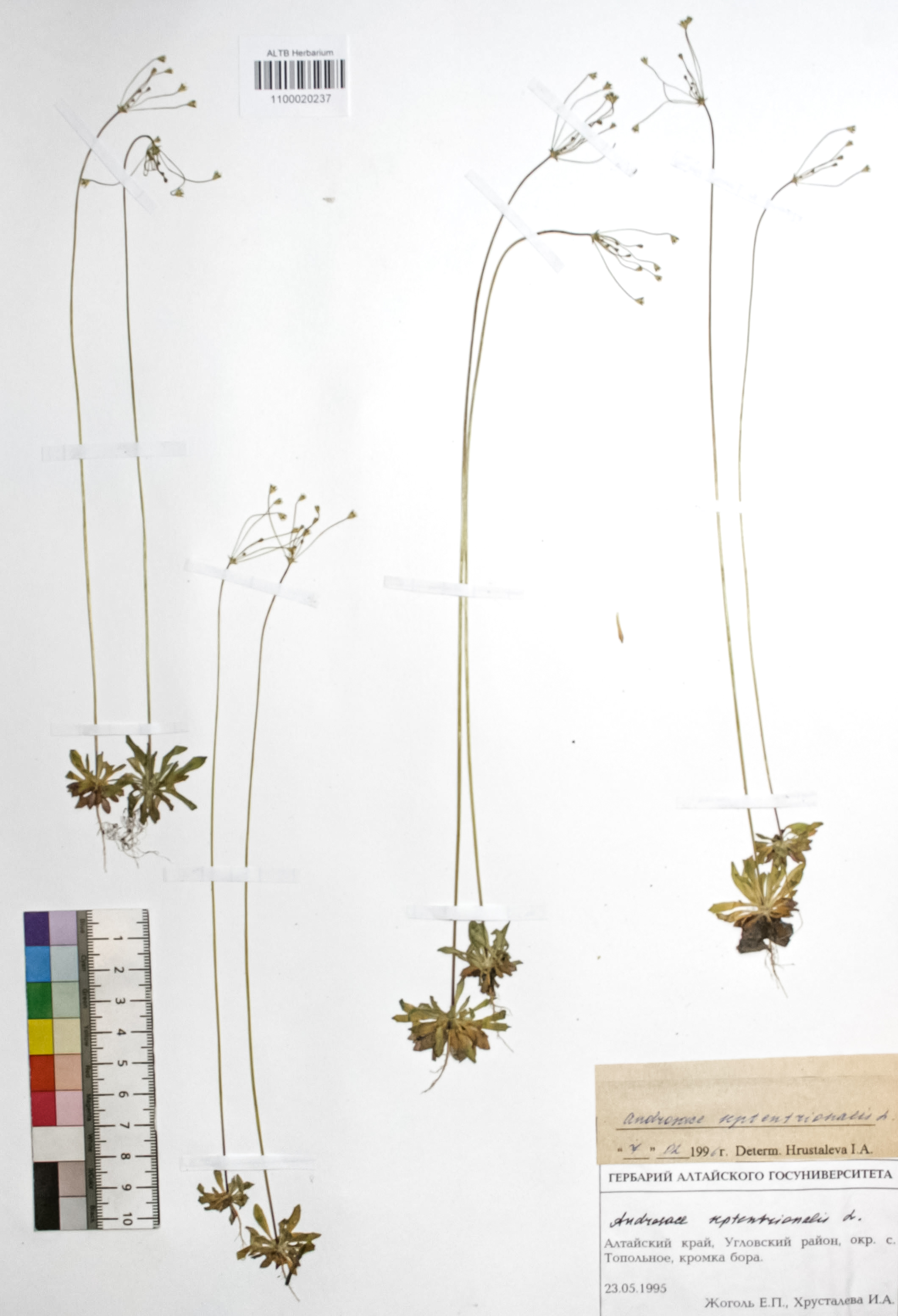 Androsace septentrionalis L.