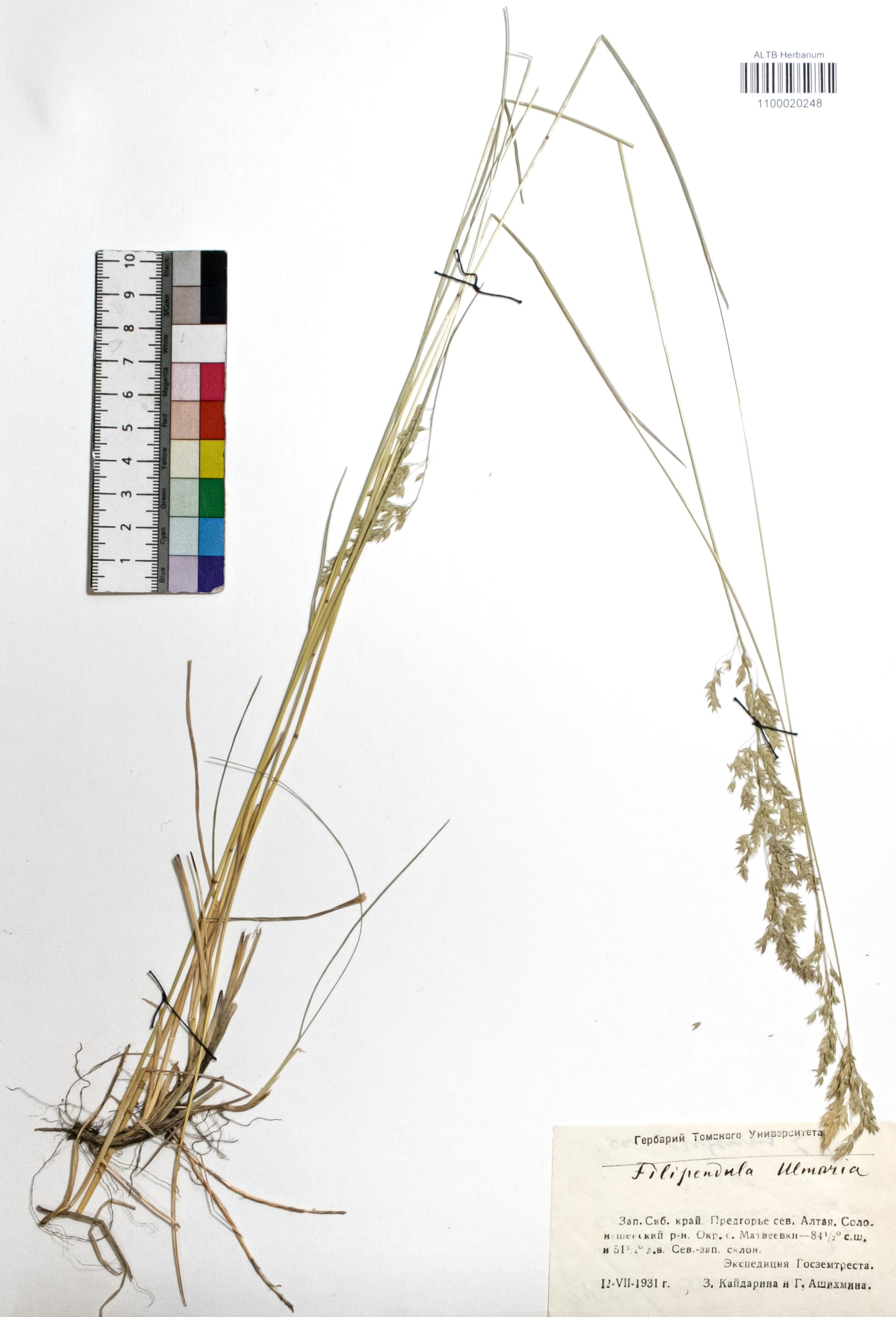 Filipendula ulmaria (L.) Maxim.