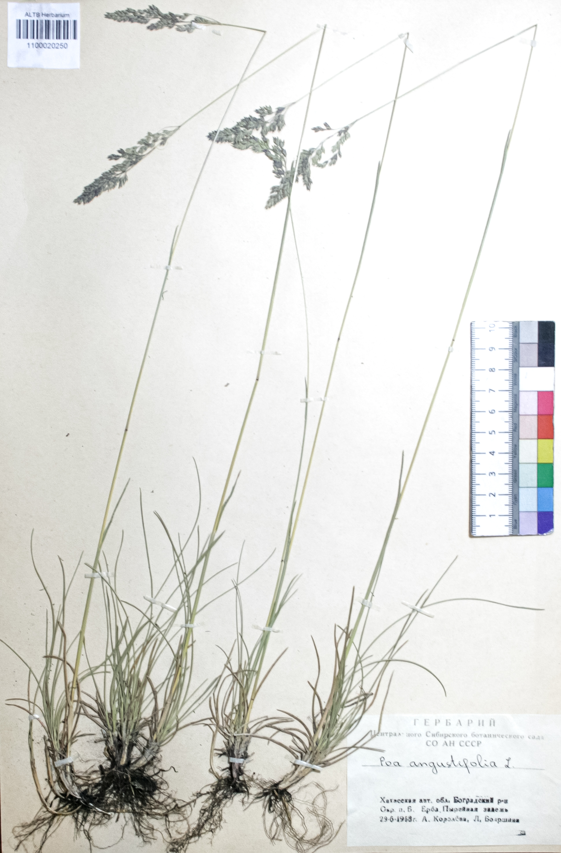 Poa angustifolia L.