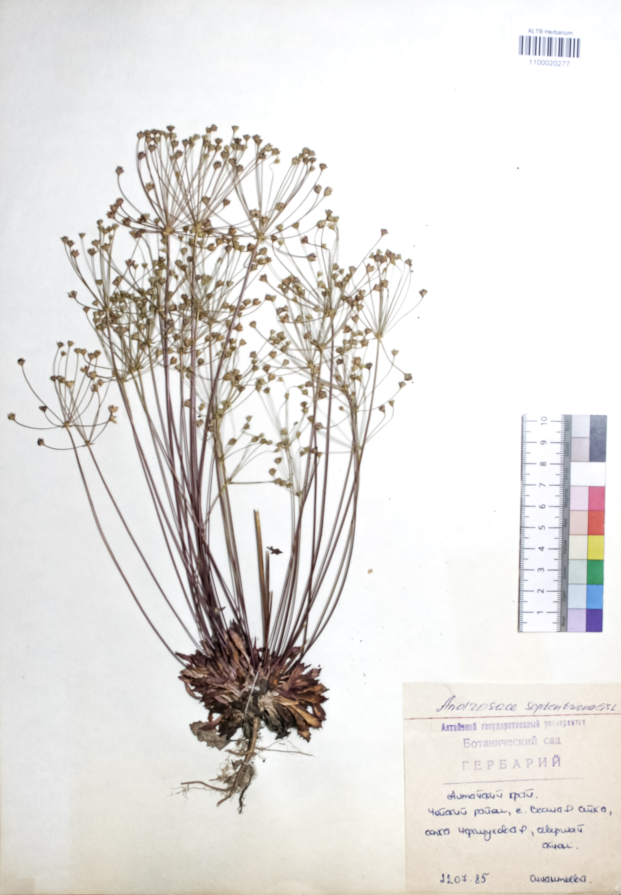 Androsace septentrionalis L.