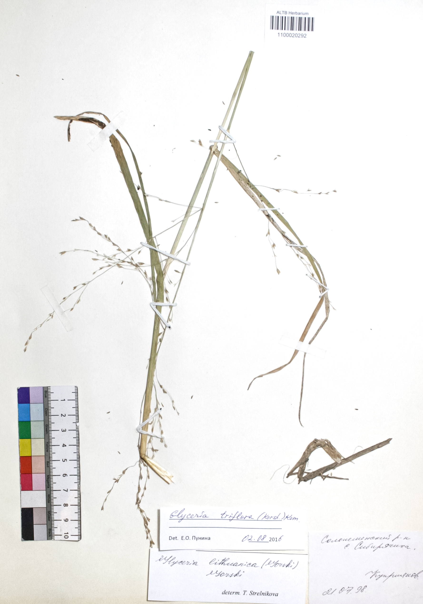 Glyceria triflora (Korsh.) Kom.