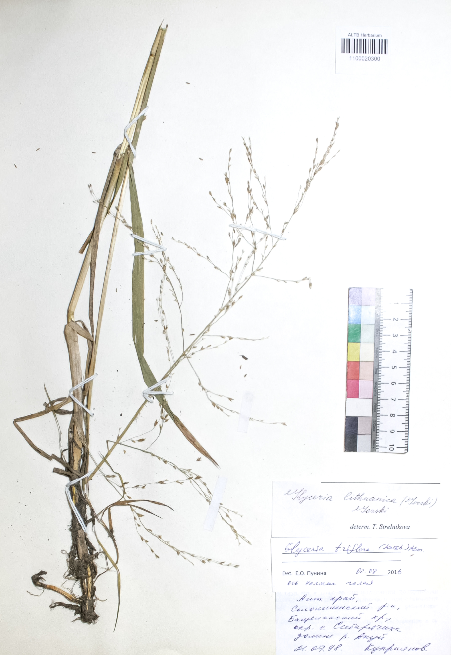 Glyceria triflora (Korsh.) Kom.