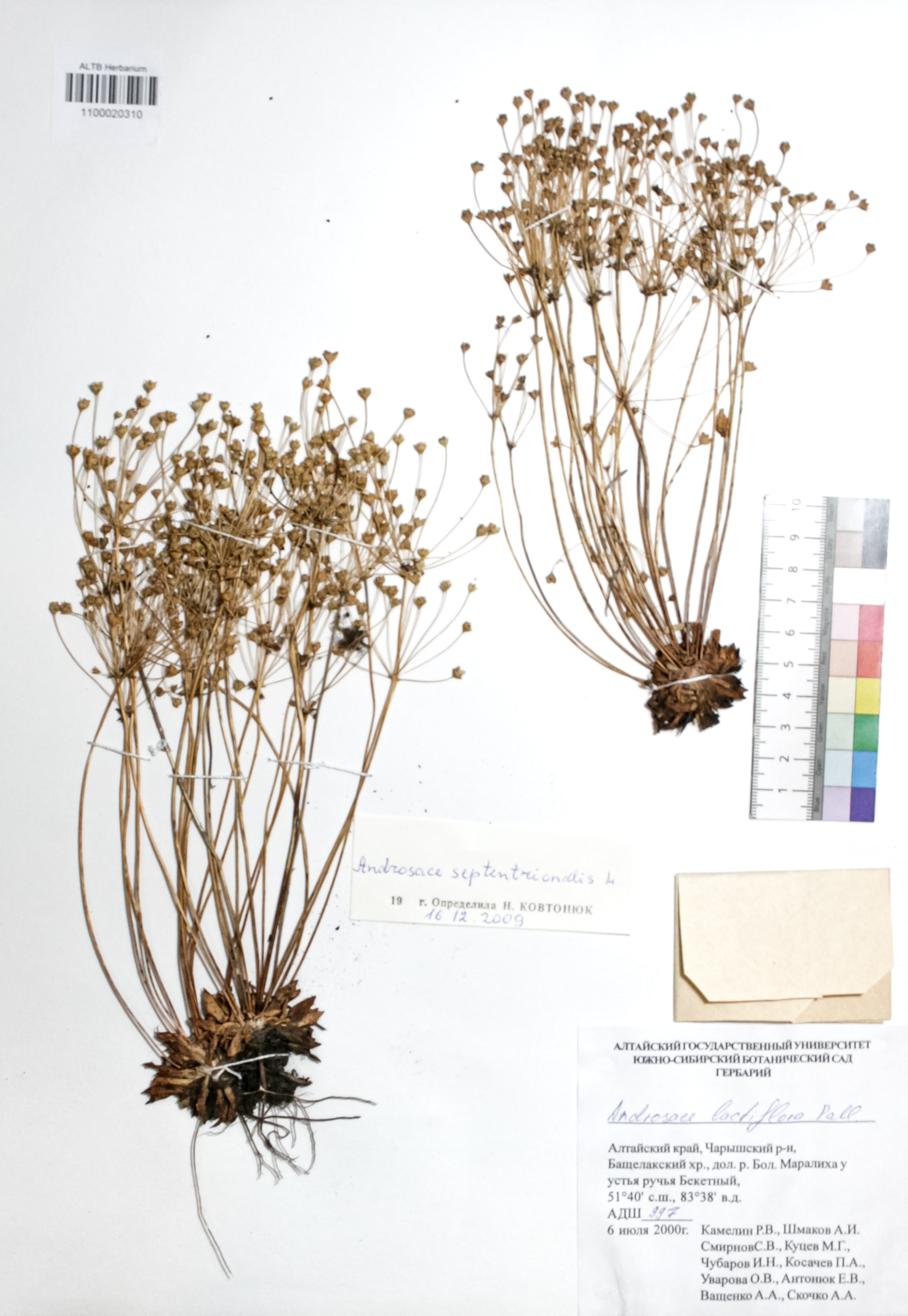Androsace septentrionalis L.