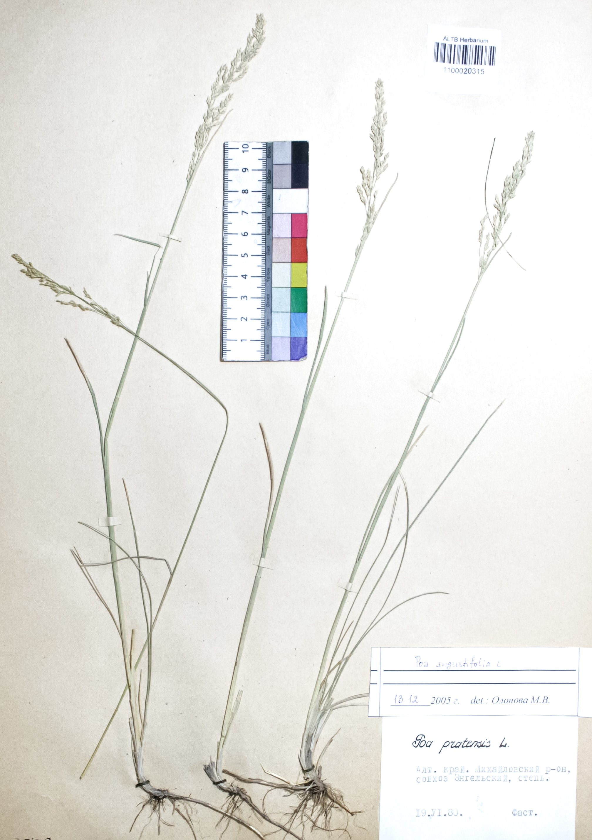 Elymus sibiricus L.