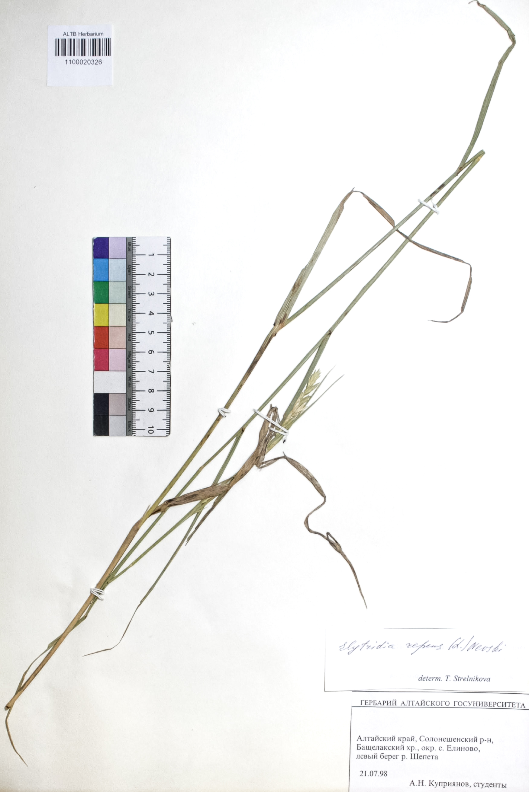 Elytrigia repens (L.) Nevski