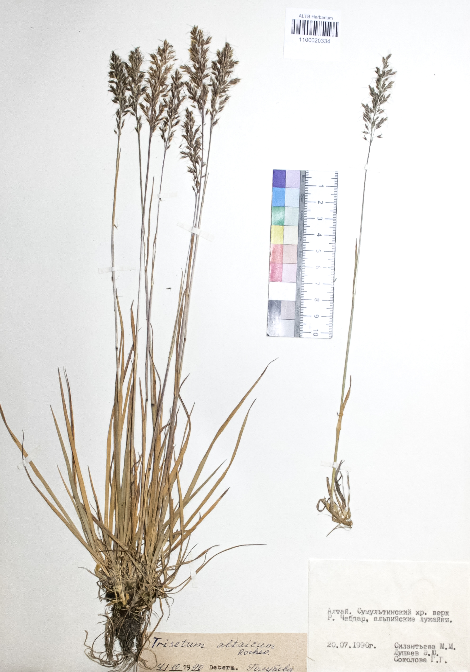 Trisetum altaicum (Steph.) Roshev.