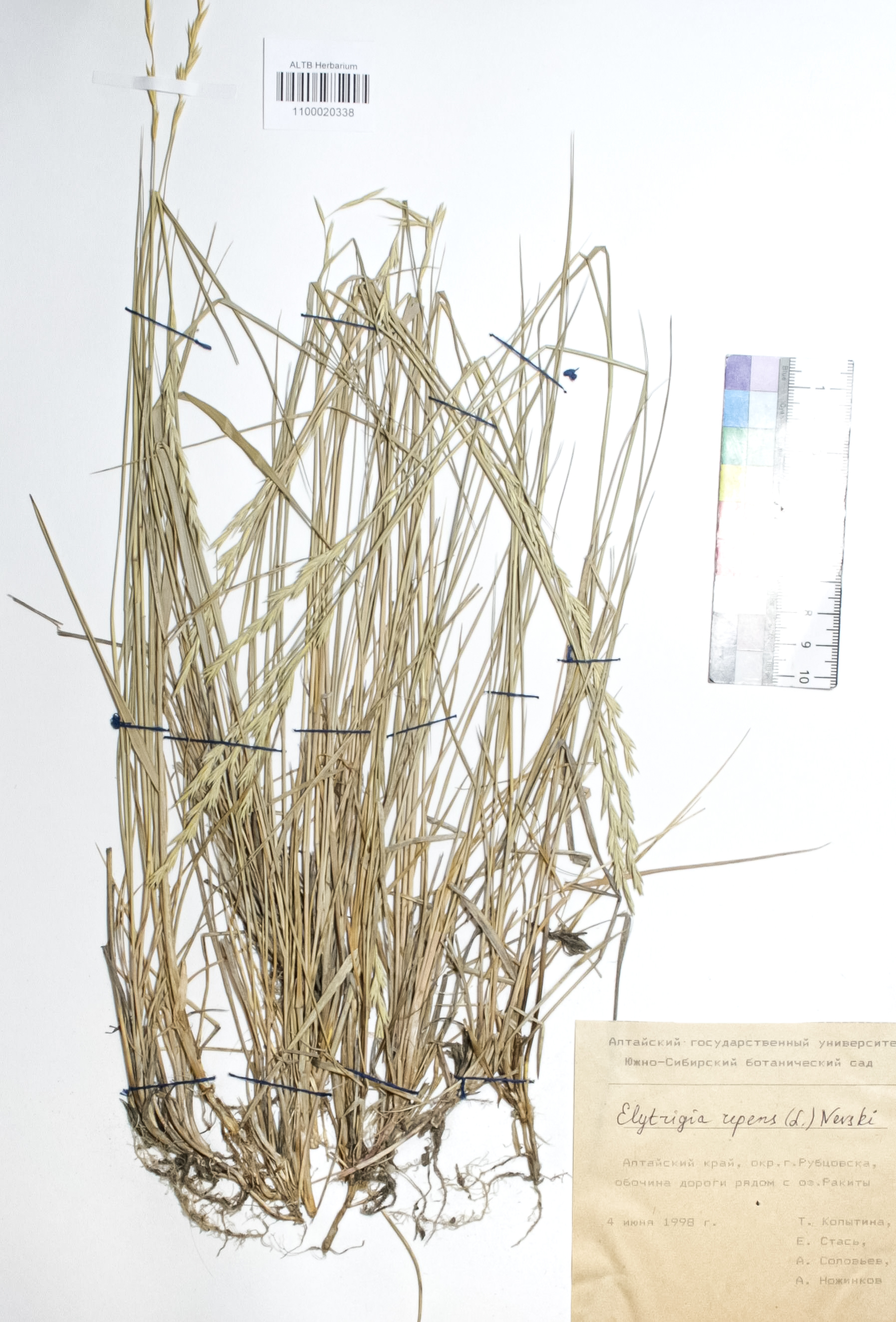 Elytrigia repens (L.) Nevski