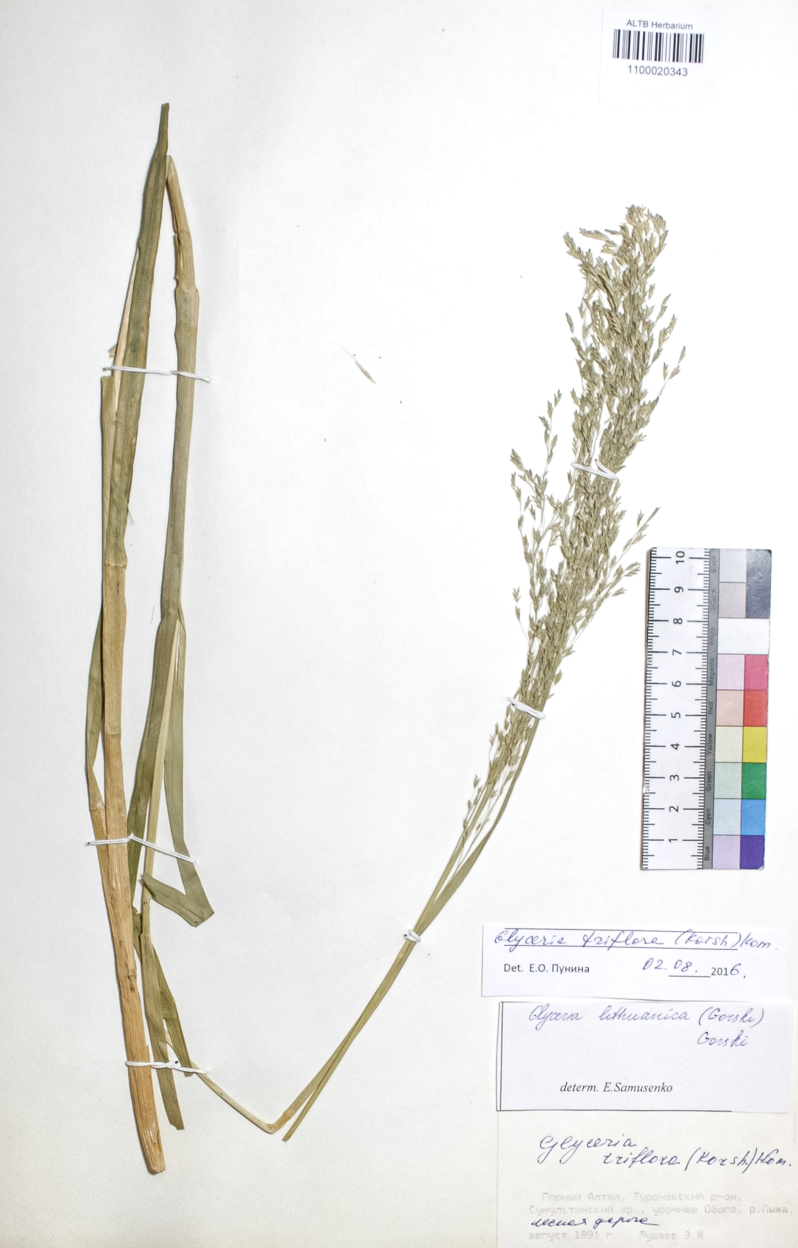 Glyceria triflora (Korsh.) Kom.