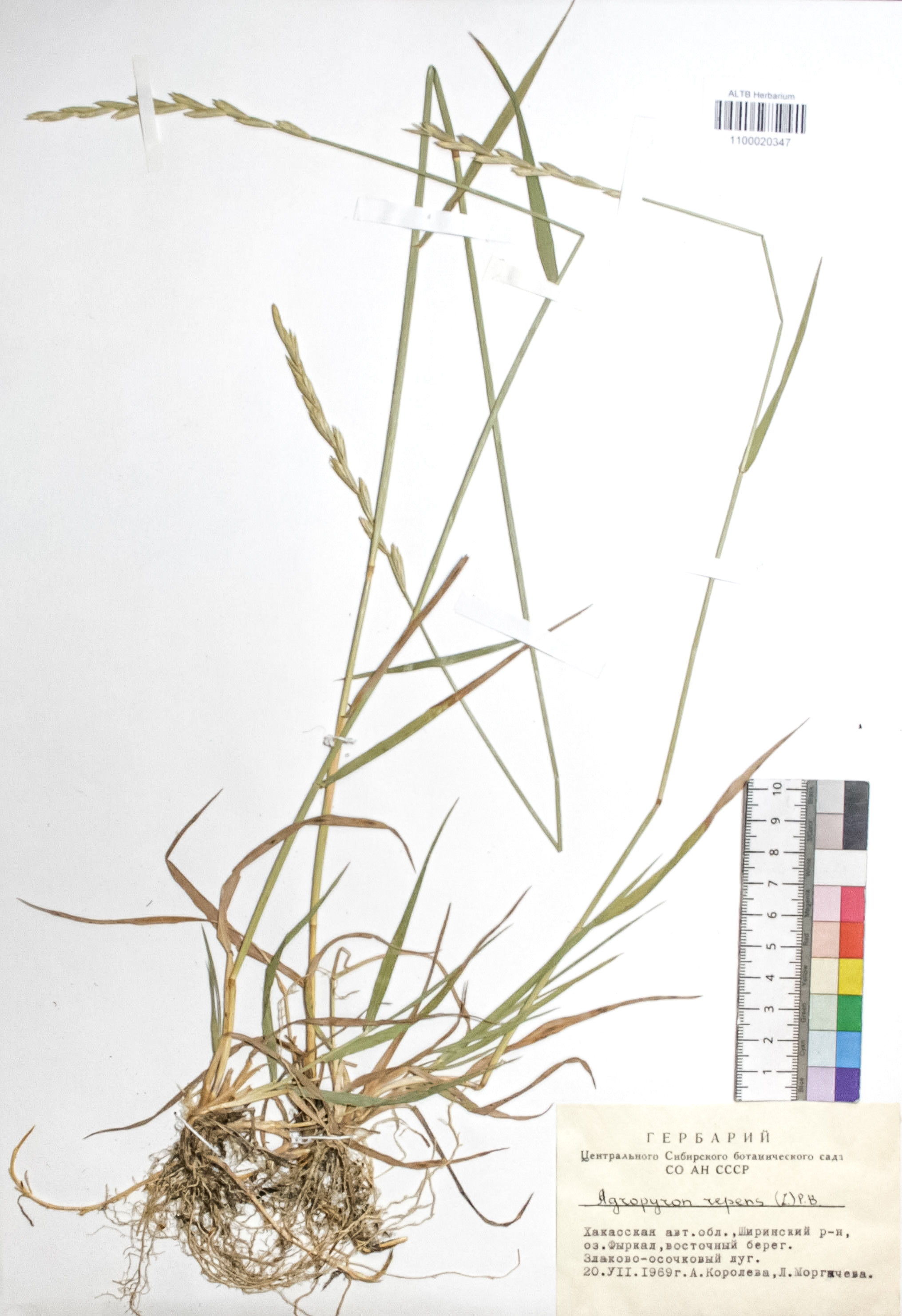 Agropyron repens (L.) P. B.