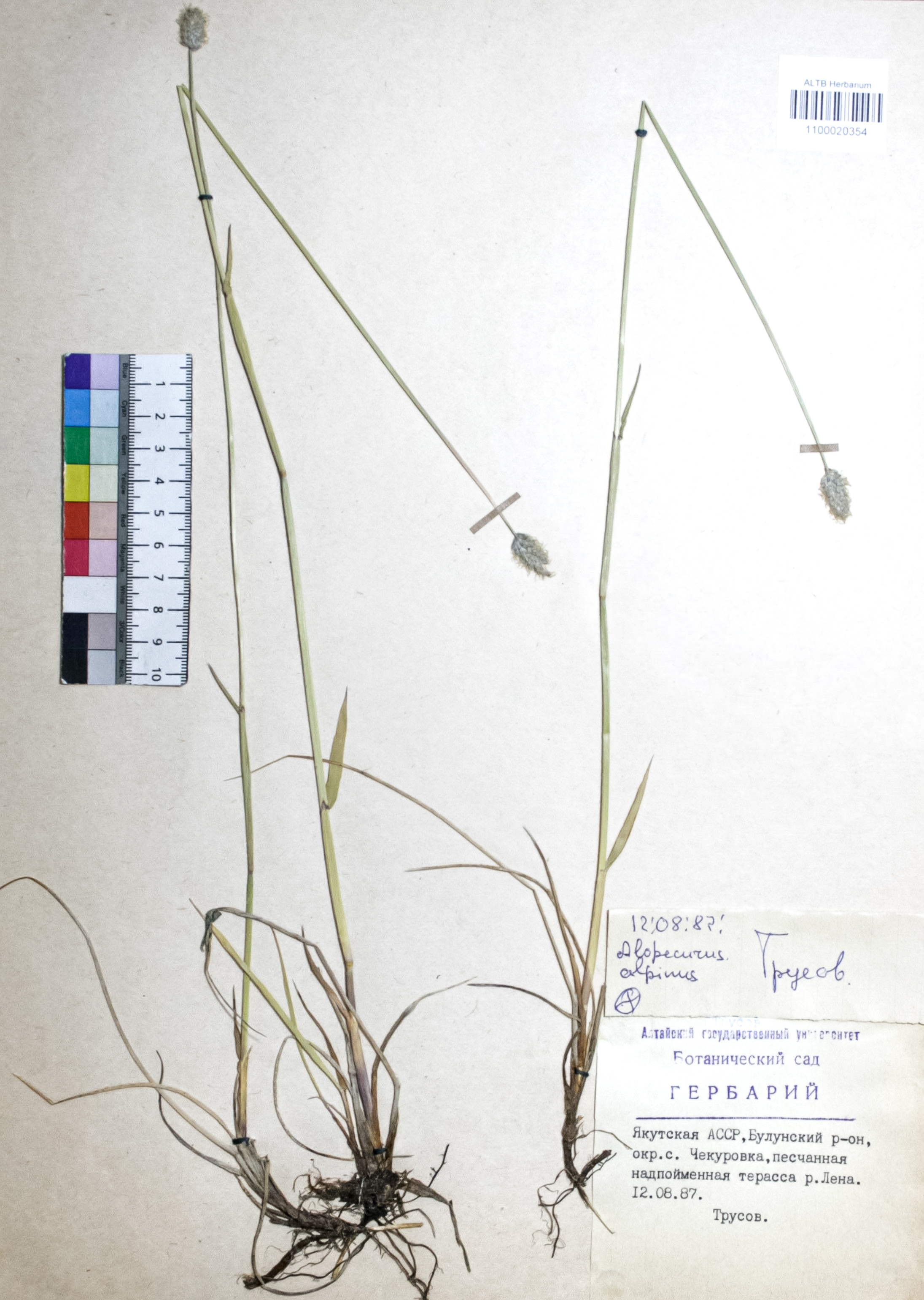 Alopecurus alpinus Sm.