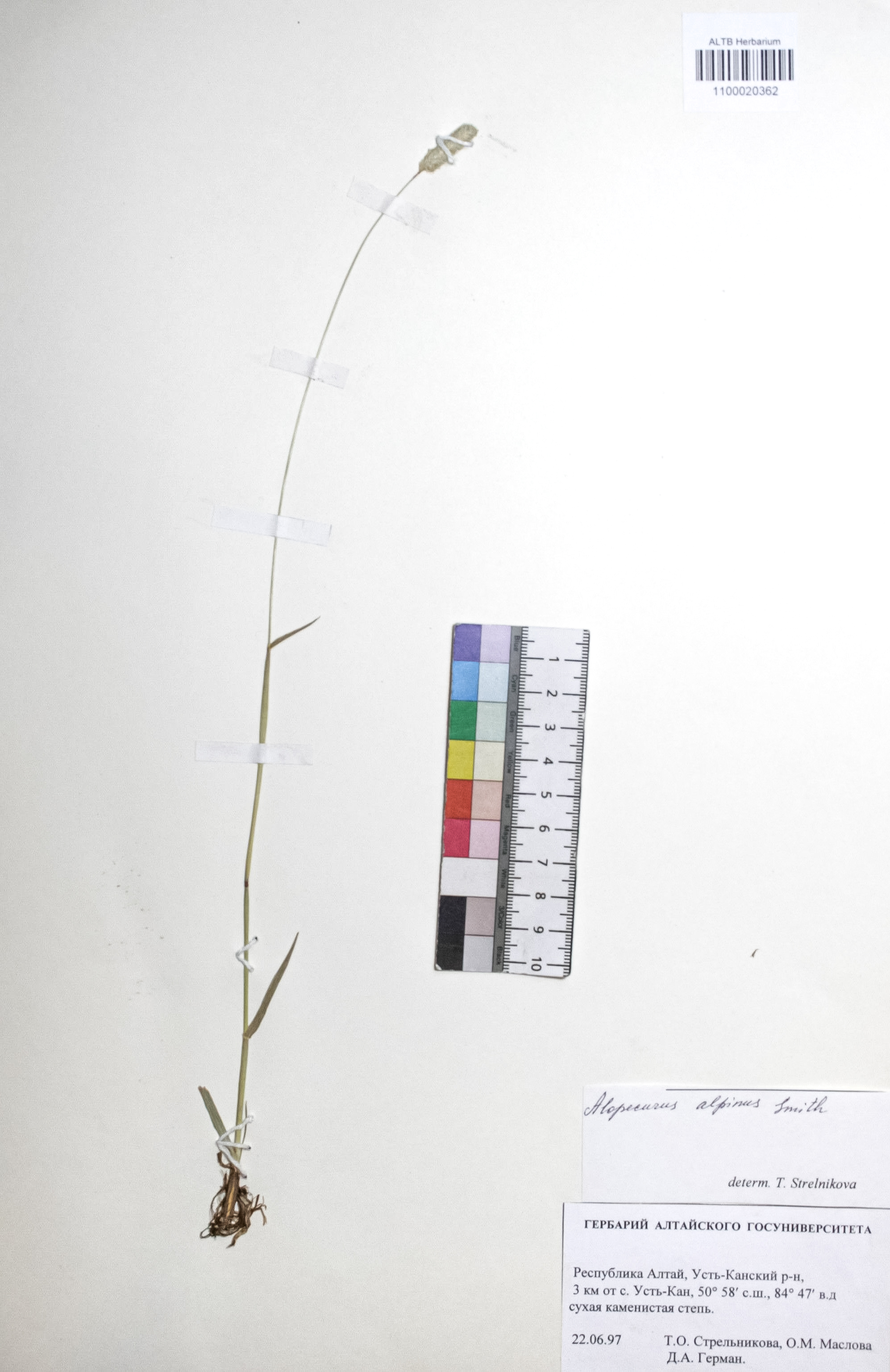 Alopecurus alpinus Sm.