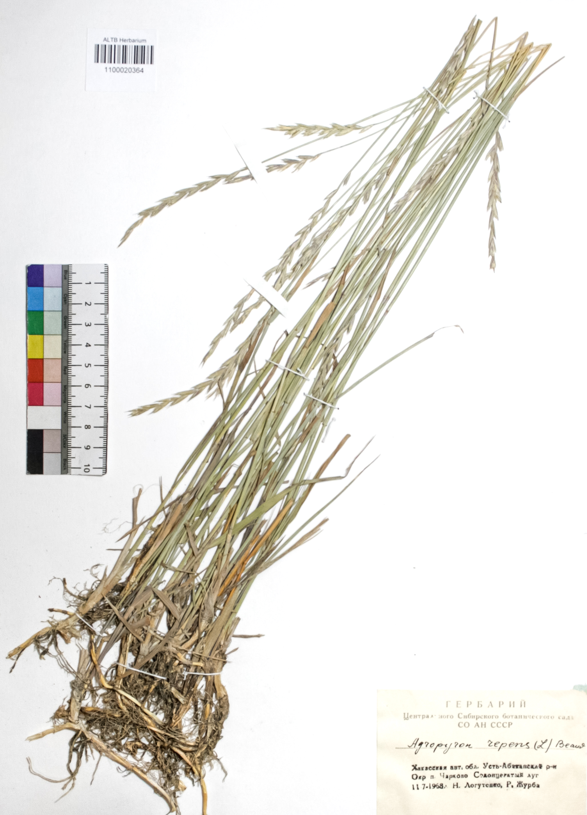 Agropyron repens (L.) P. B.