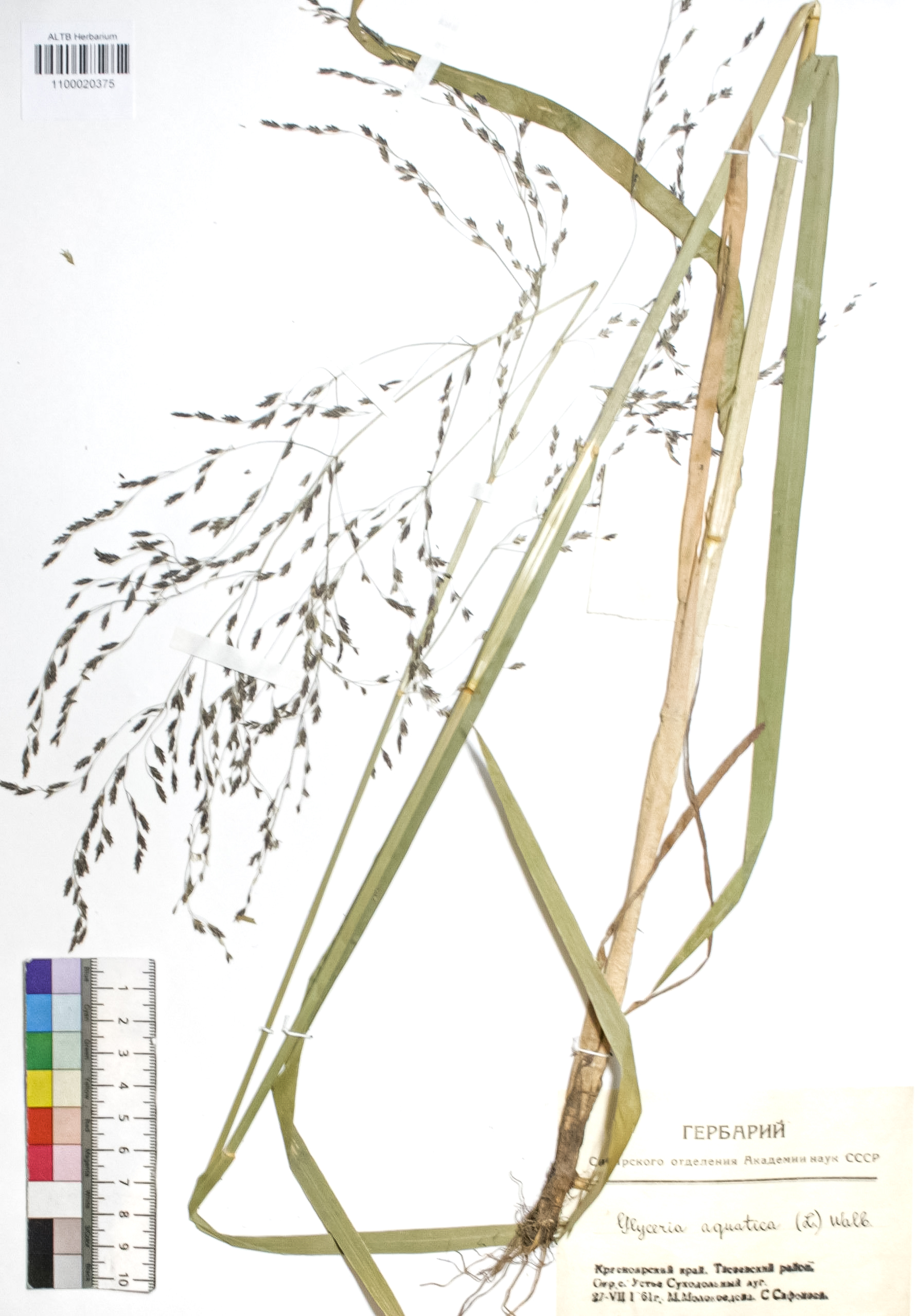 Poaceae,Glyceria aquatica Wahl.