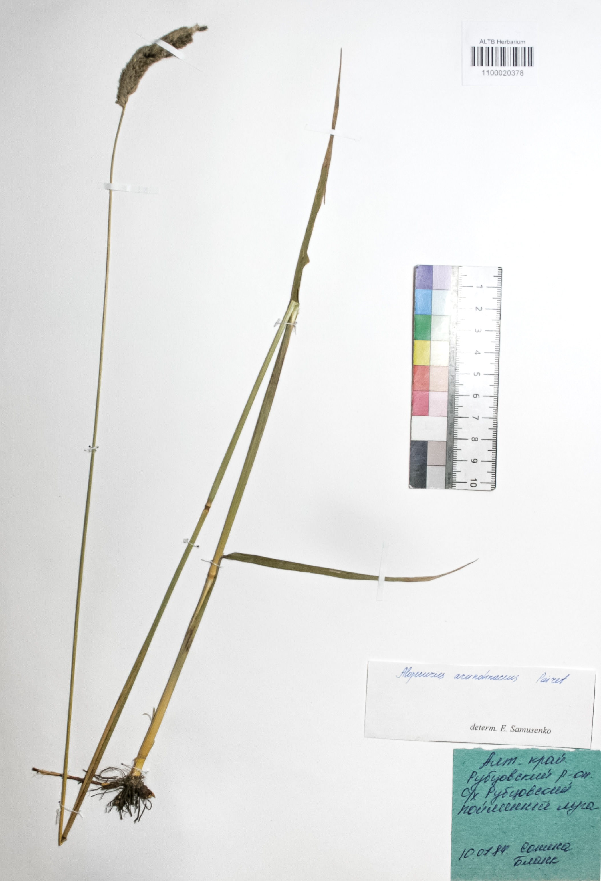 Alopecurus arundinaceus Poir.