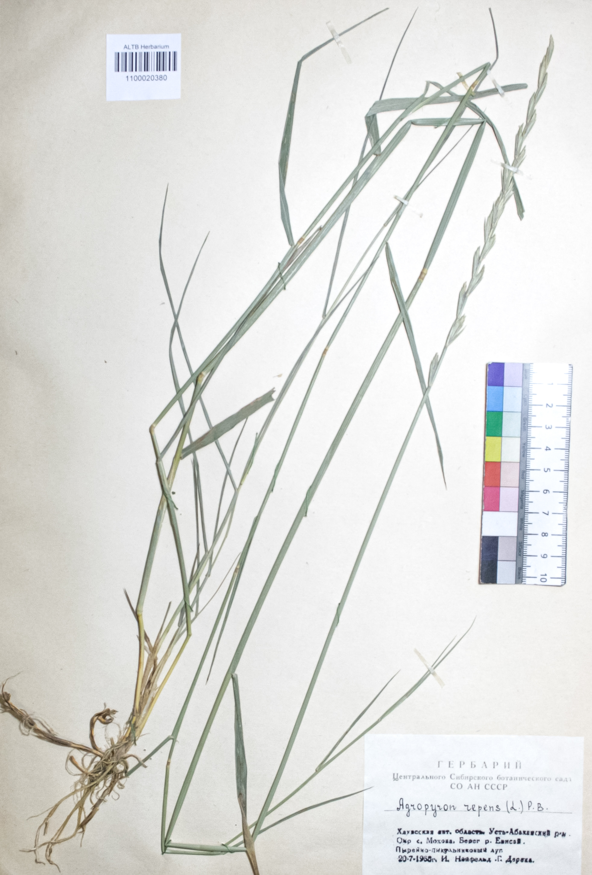 Agropyron repens (L.) P. B.