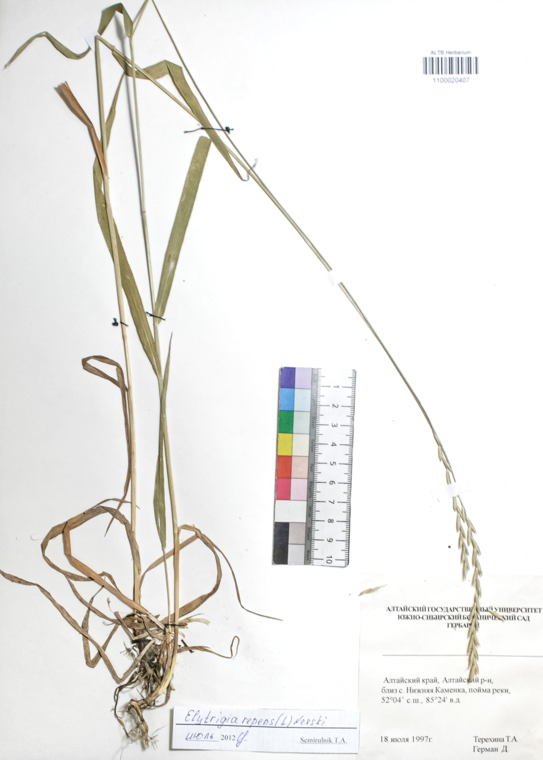 Elytrigia repens (L.) Nevski