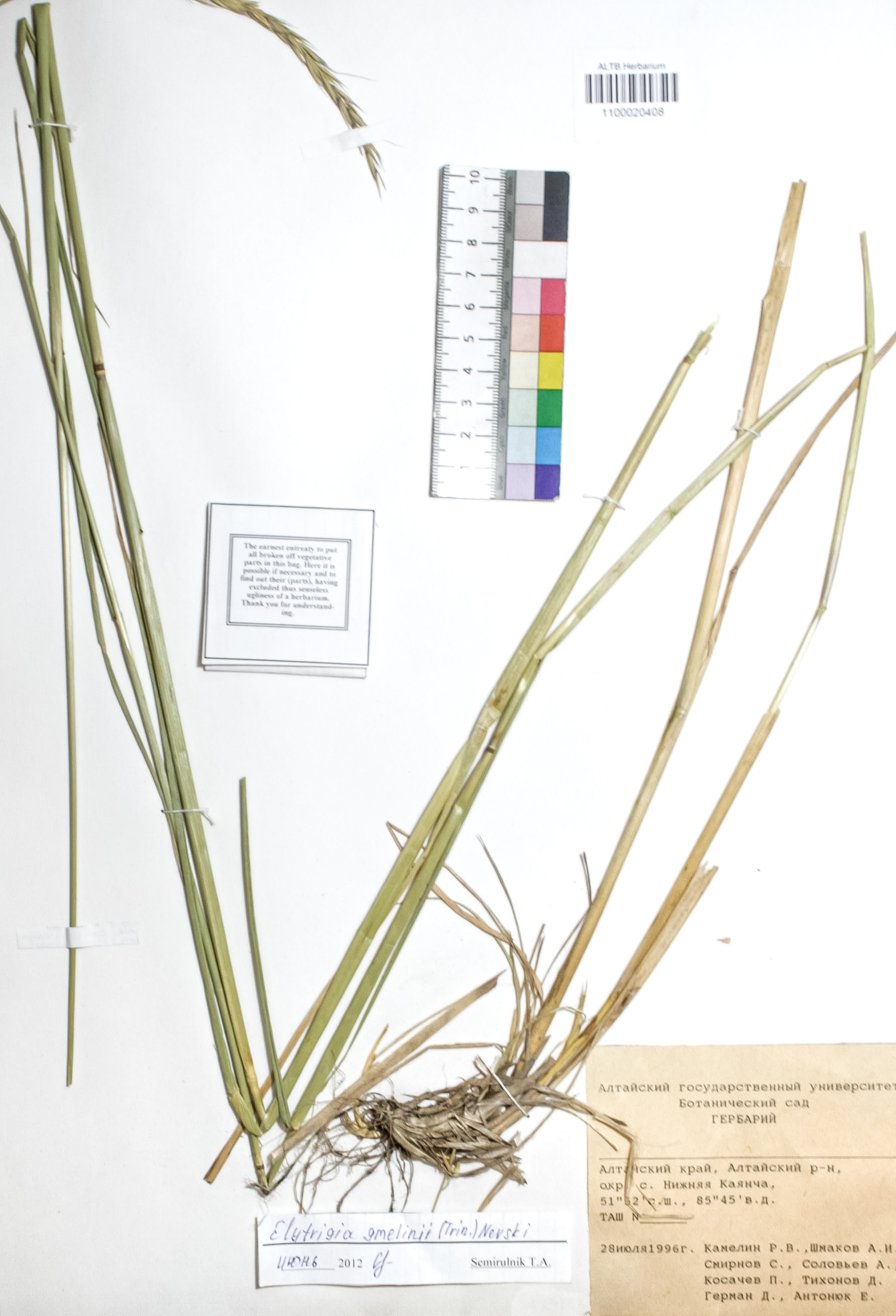 Elytrigia gmelinii (Trin.) Nevski