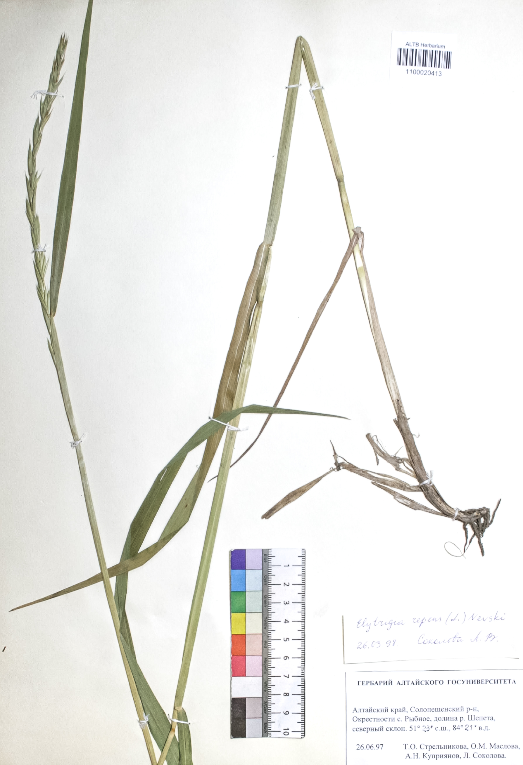 Elytrigia repens (L.) Nevski